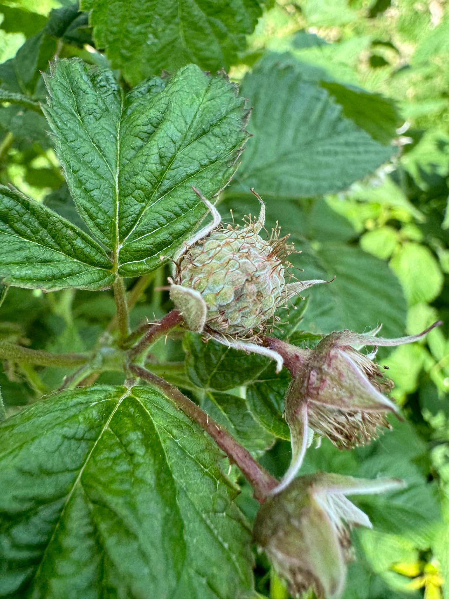 Raspberries next to a leaf.