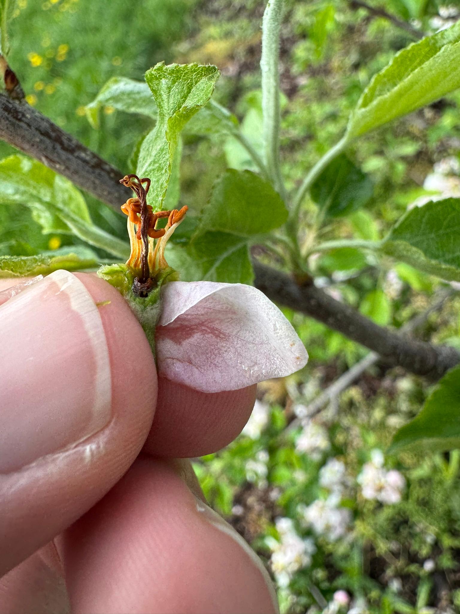 Apple pistil with frost damage.