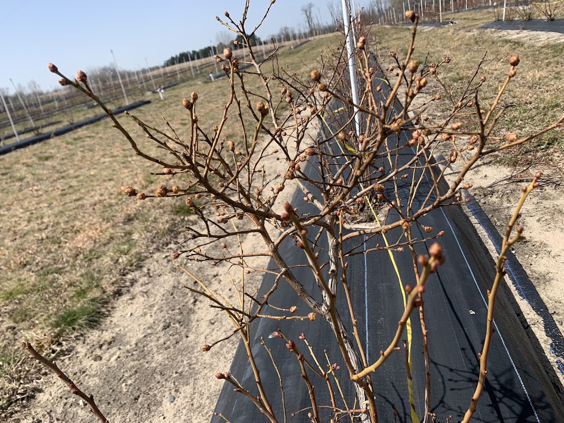 Blueberry bush starting to bud.