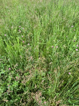 A couple of the pastures we monitored this summer.