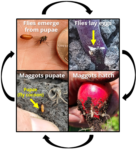 Cabbage maggot life cycle.