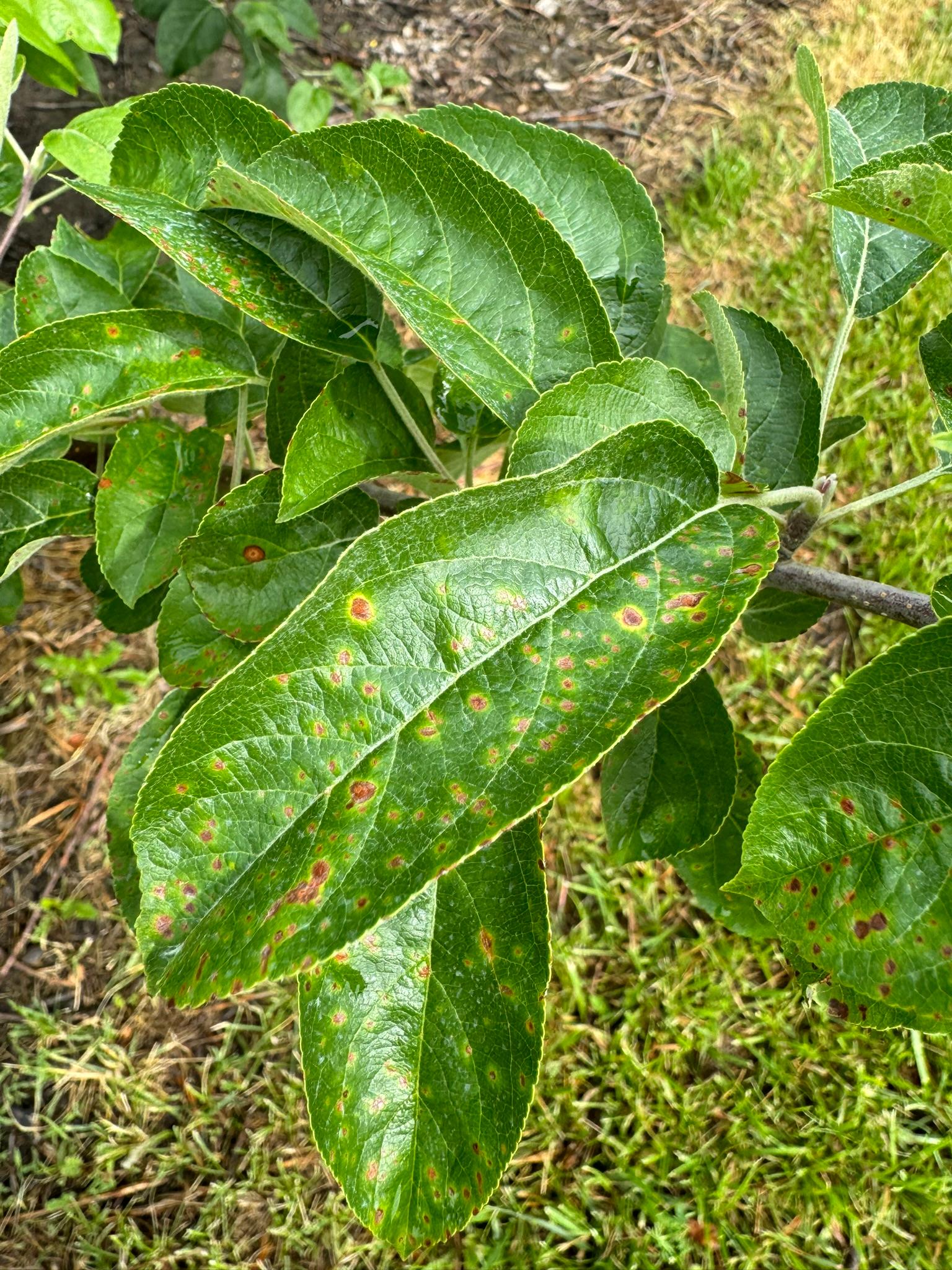 Apple scab on apple leaf.