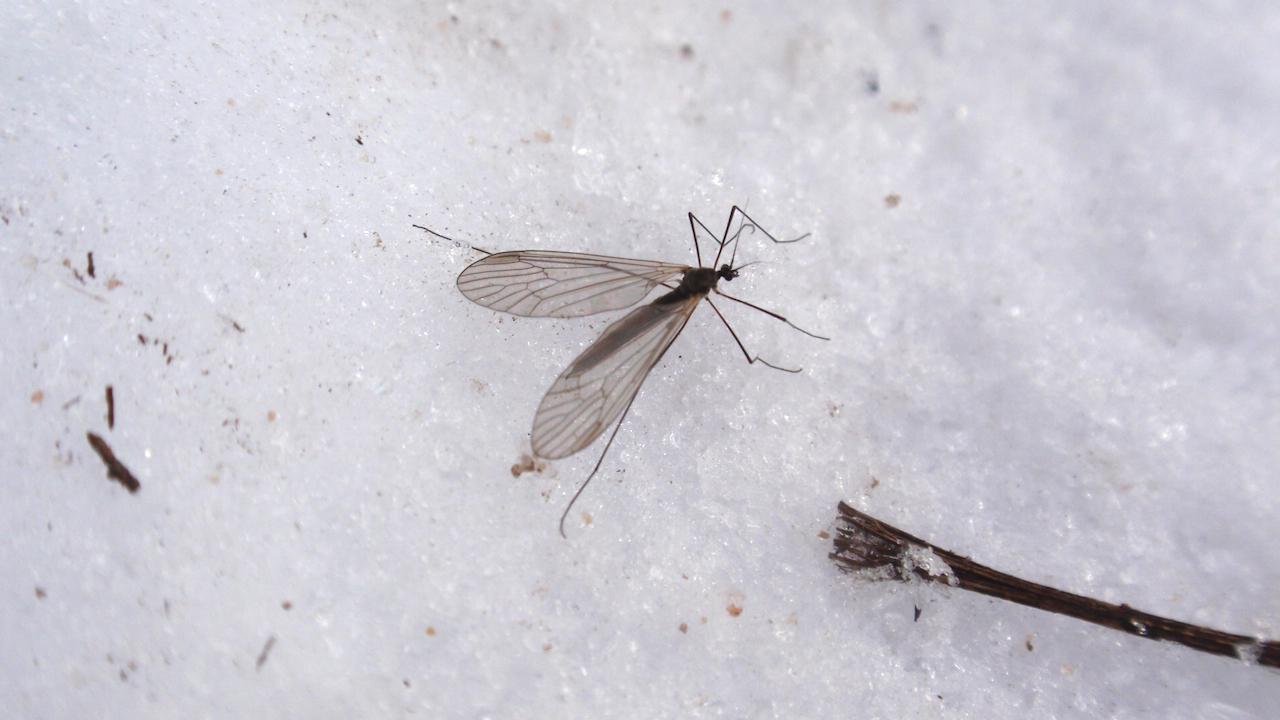 A winter crane fly on snow.