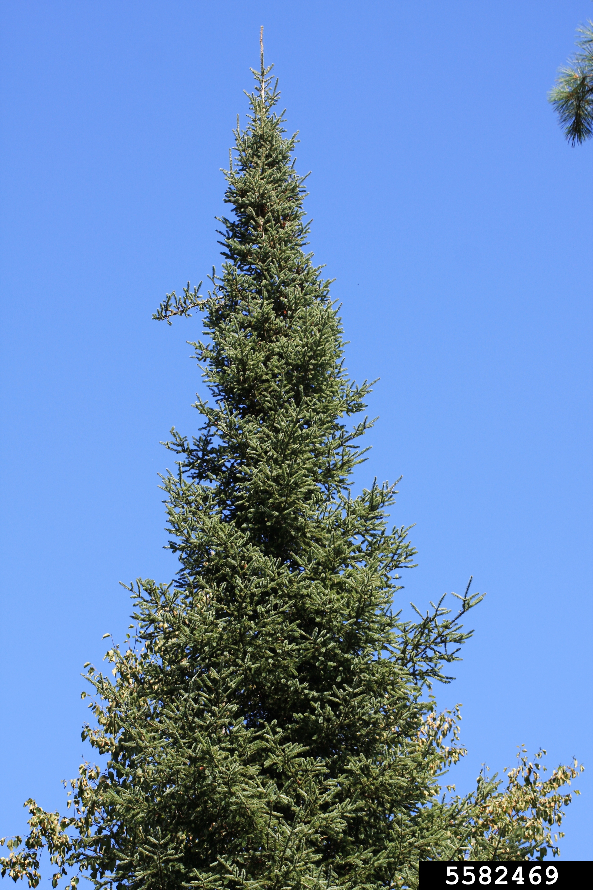 #0C Balsam fir.jpg