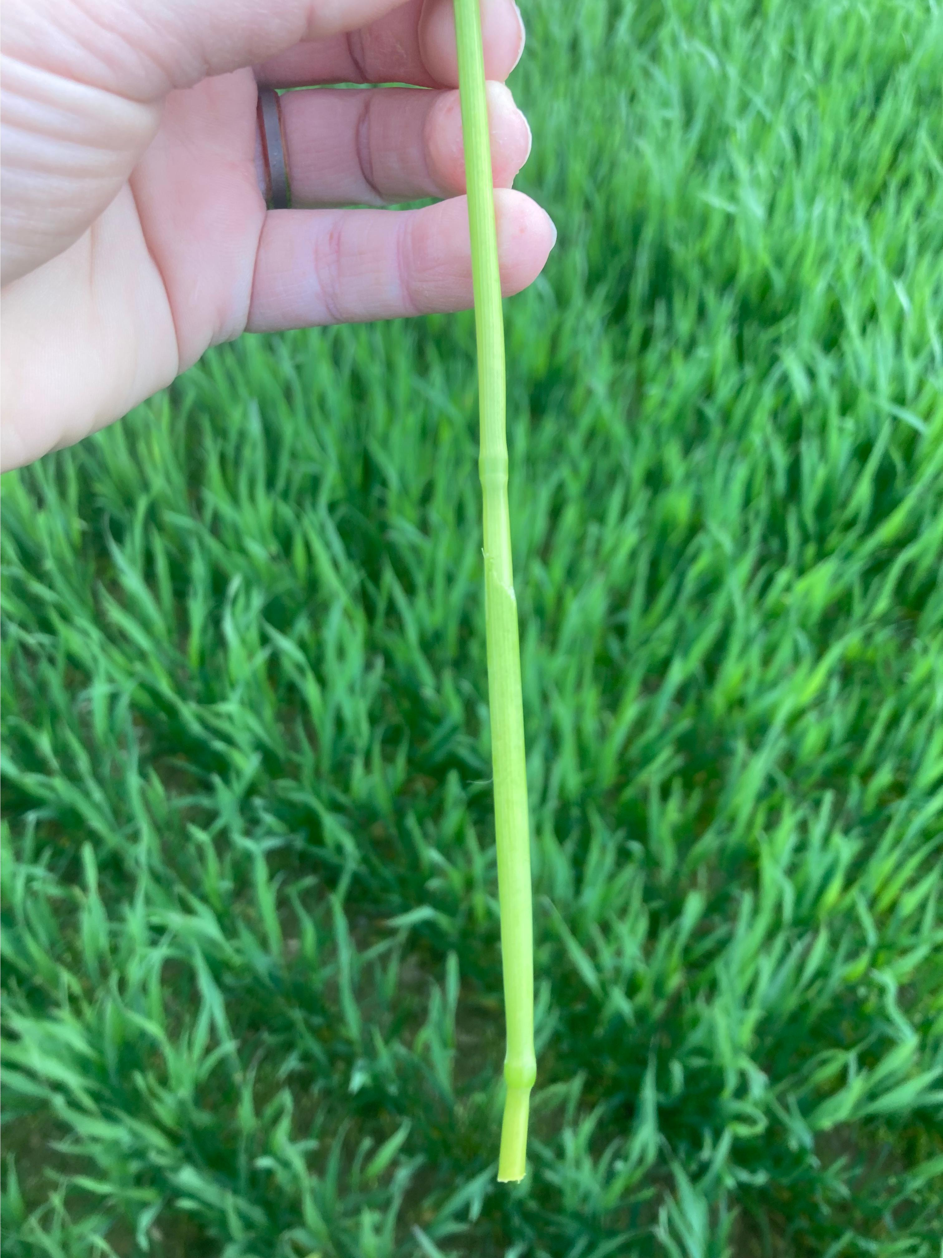 A hand holding a wheat node.