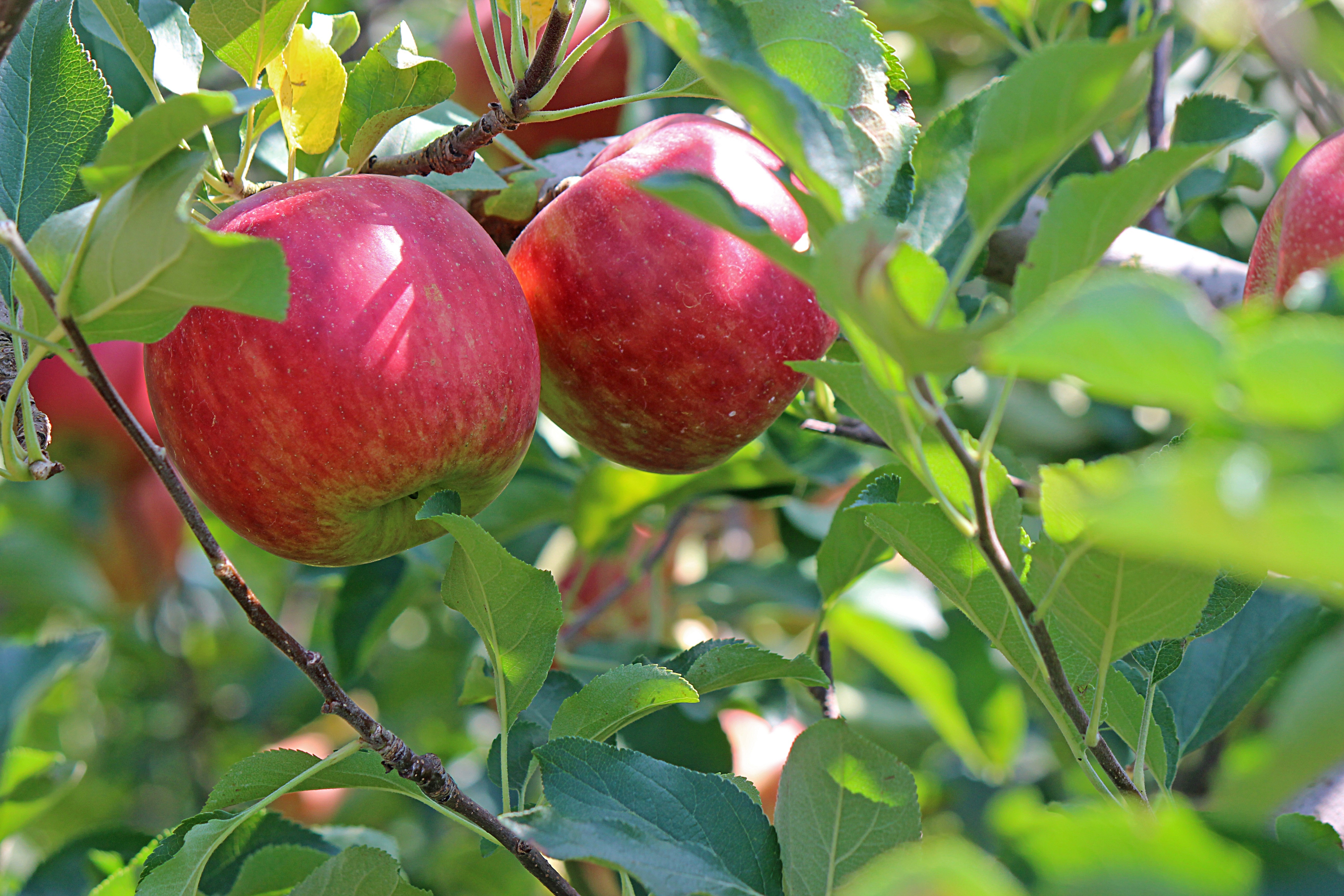 Apples hanging from a tree.