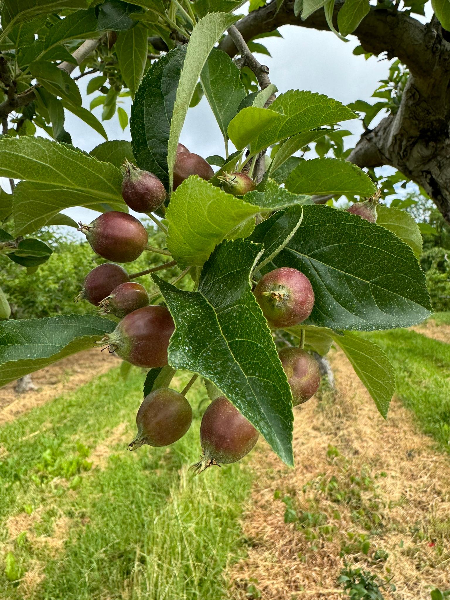 Apples hanging from a tree.