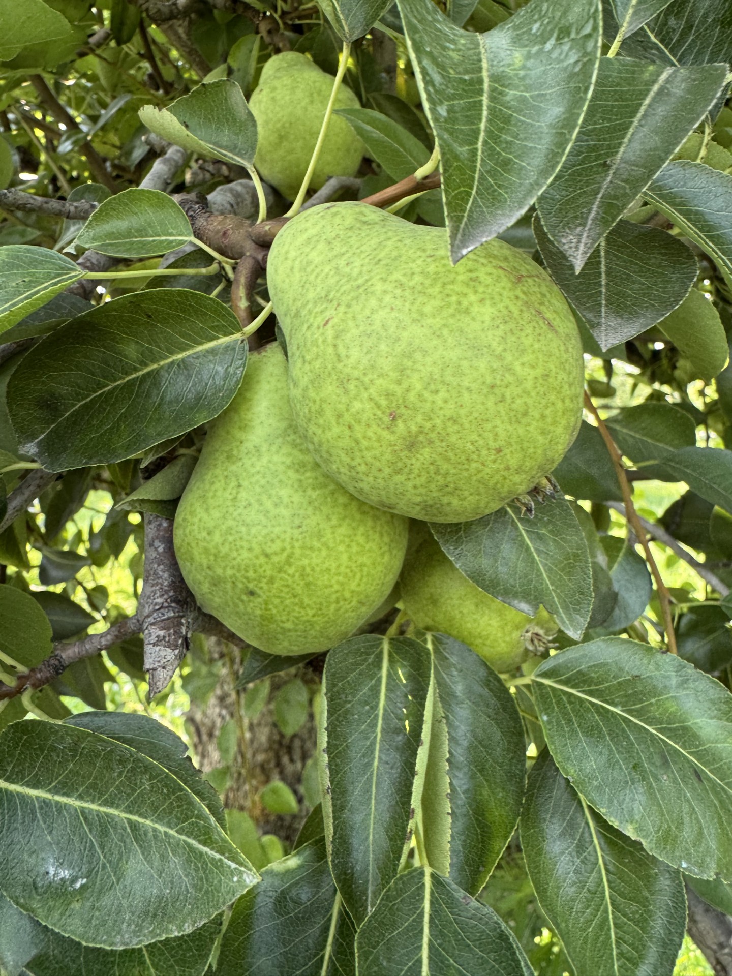 Two ripe pears growing in a tree, with more pears in the background.