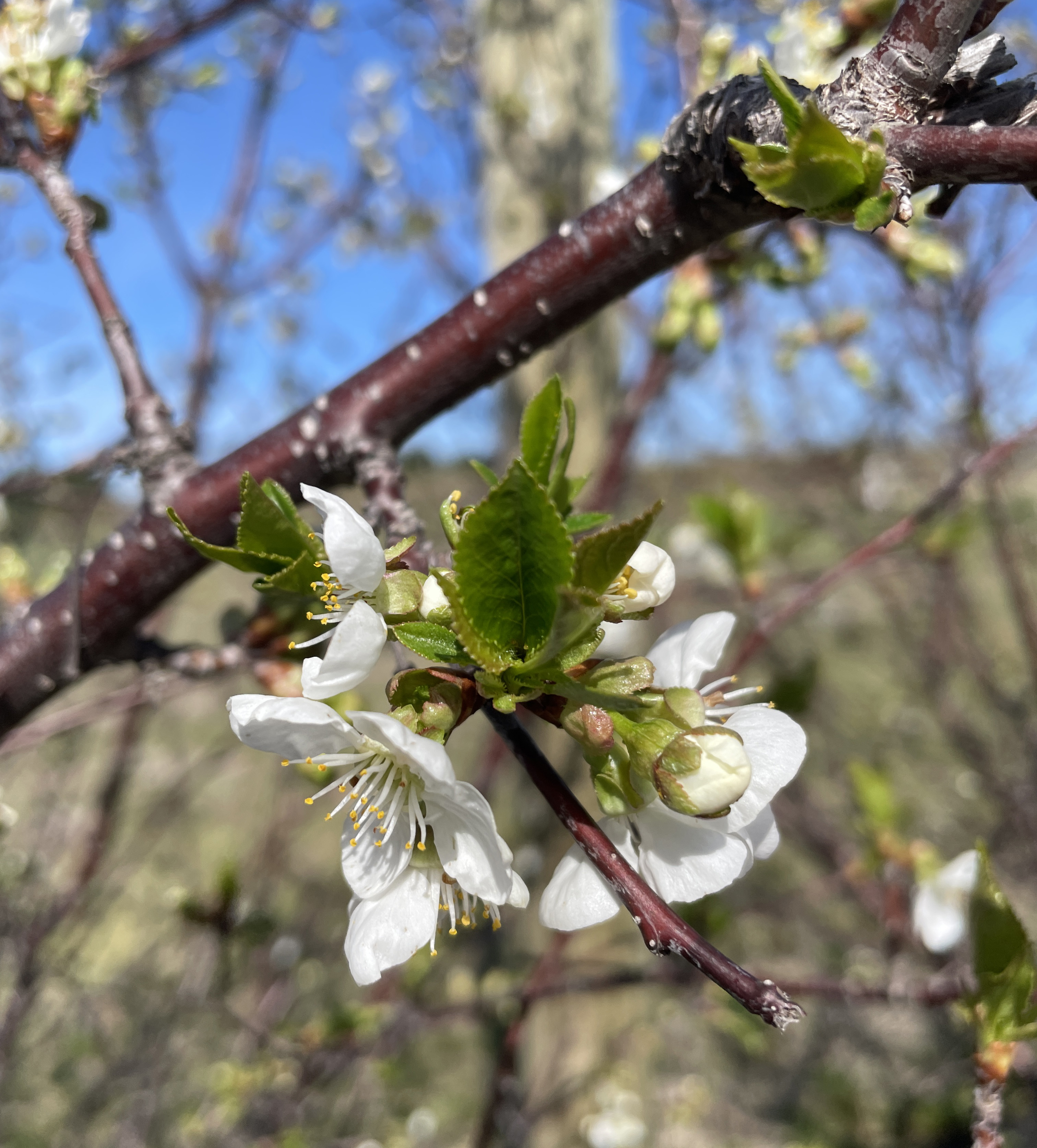 Tart cherry leaves starting to unfold.