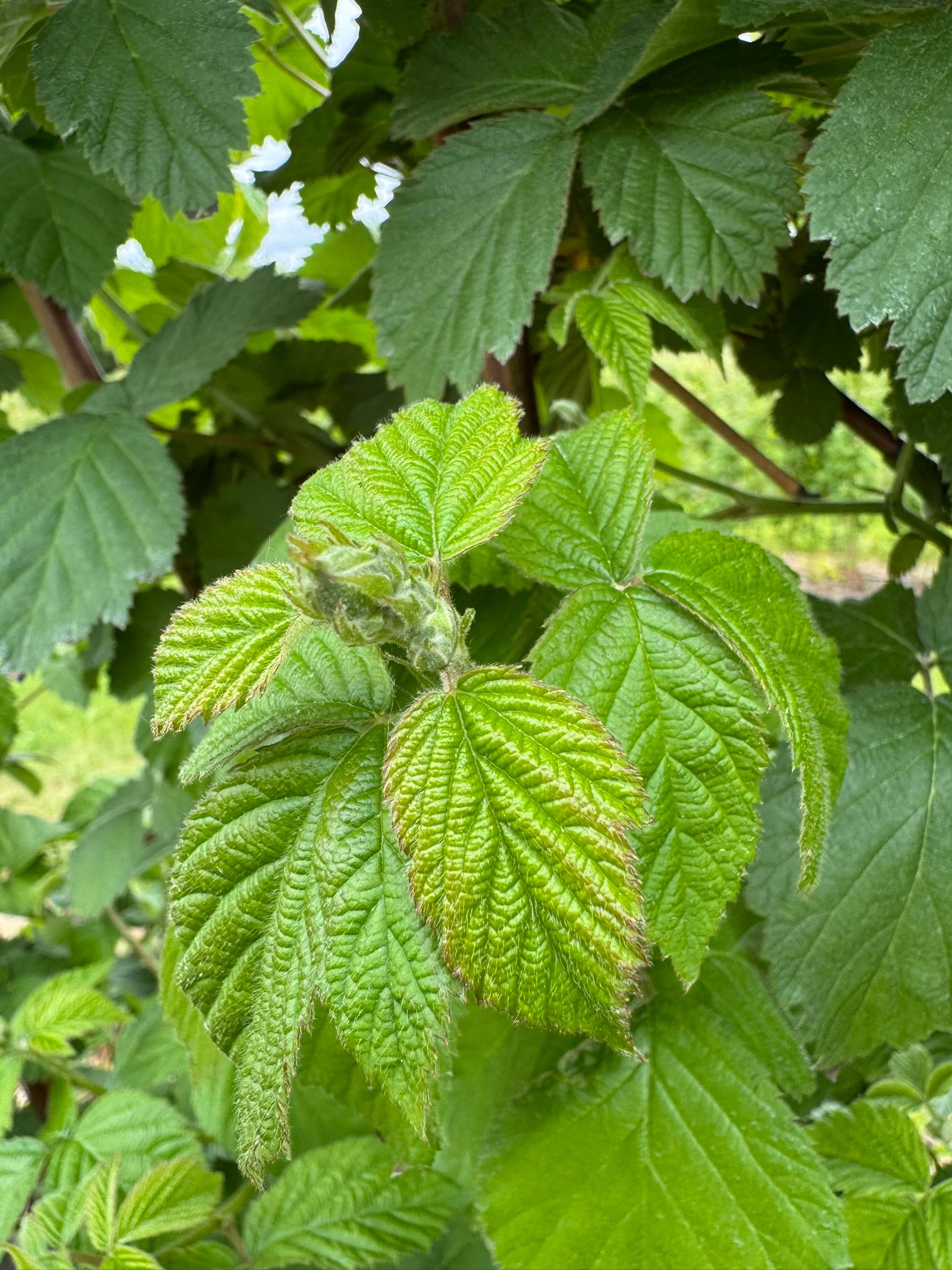 Blackberry_FloralBud_Kapnicks_May29_2025.JPEG