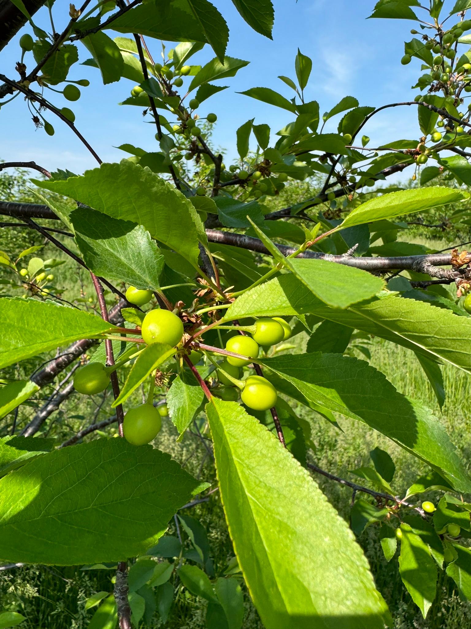 Cherries on a tree.