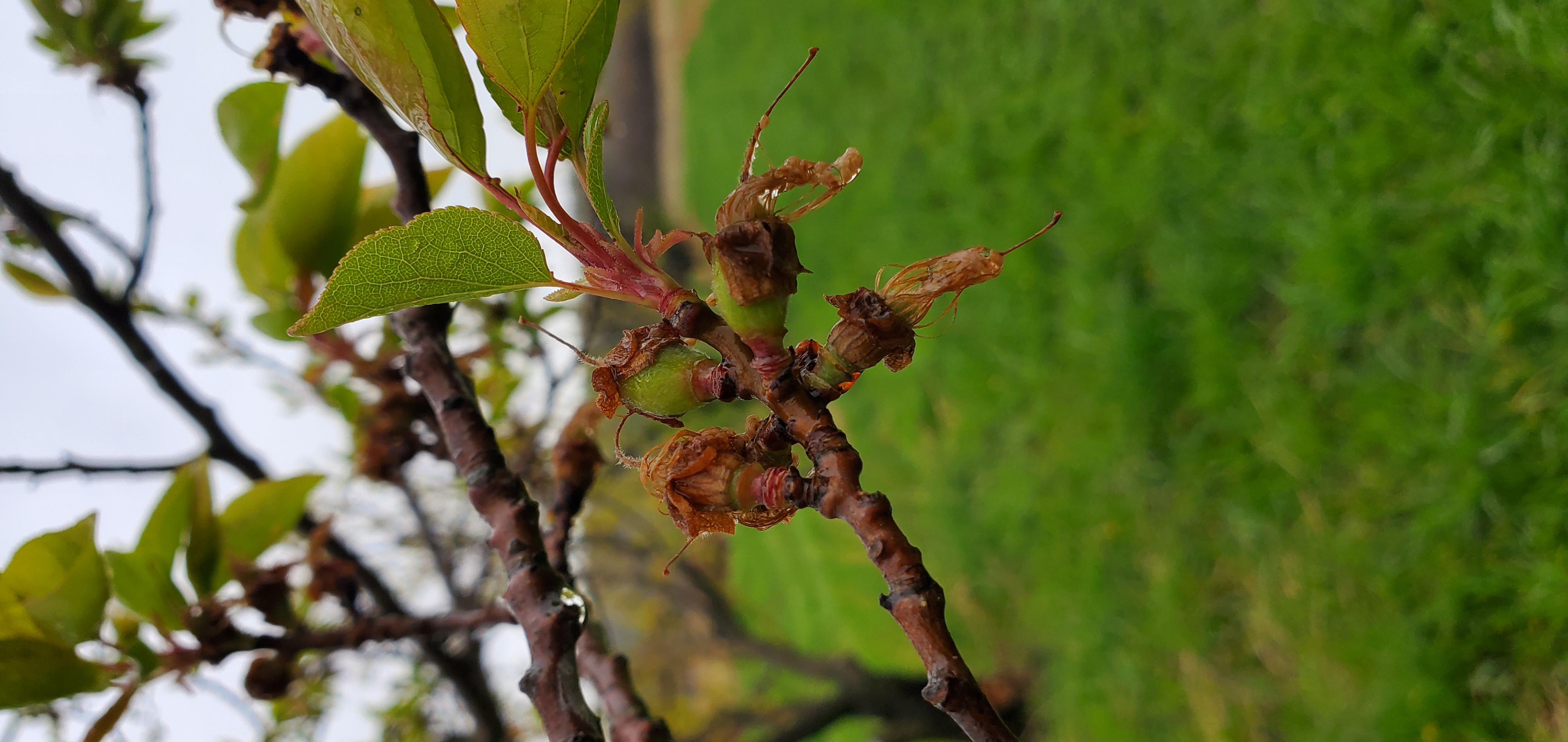 Apricot