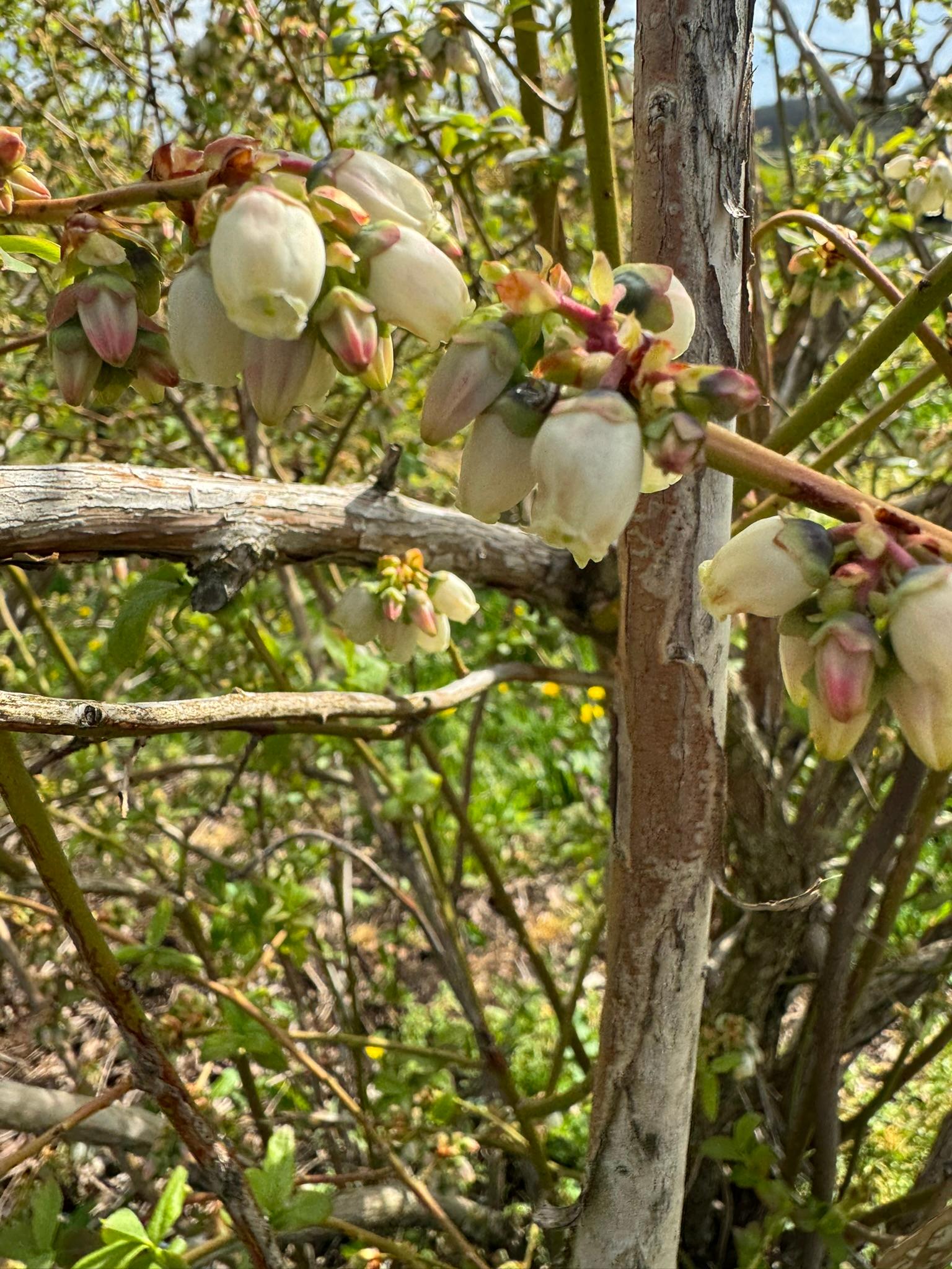 Blueberry blossom with frost damage.