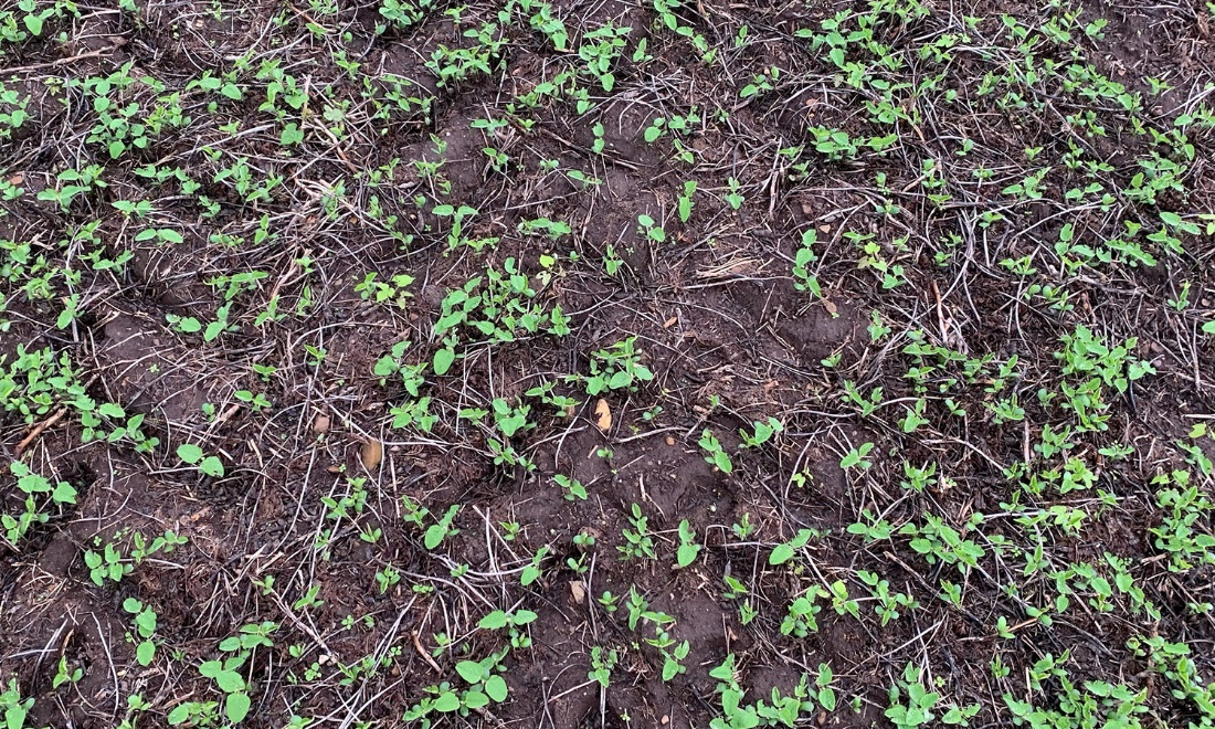 Volunteer soybeans growing in a field.