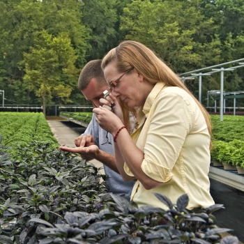 Suzanne Wainwright-Evans looking closely at a leaf.