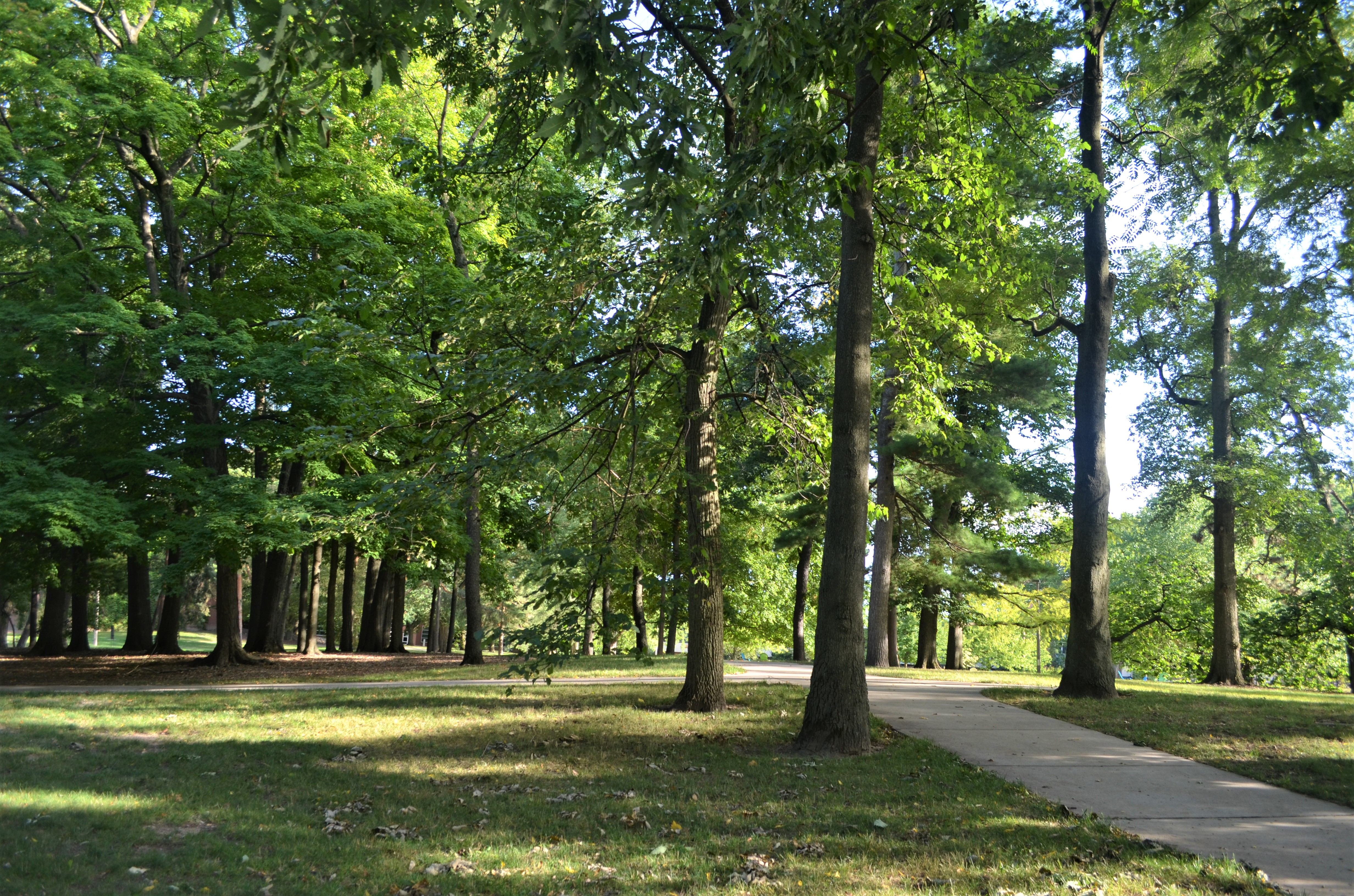 Indian-encampment-site-MSU-campus-trees