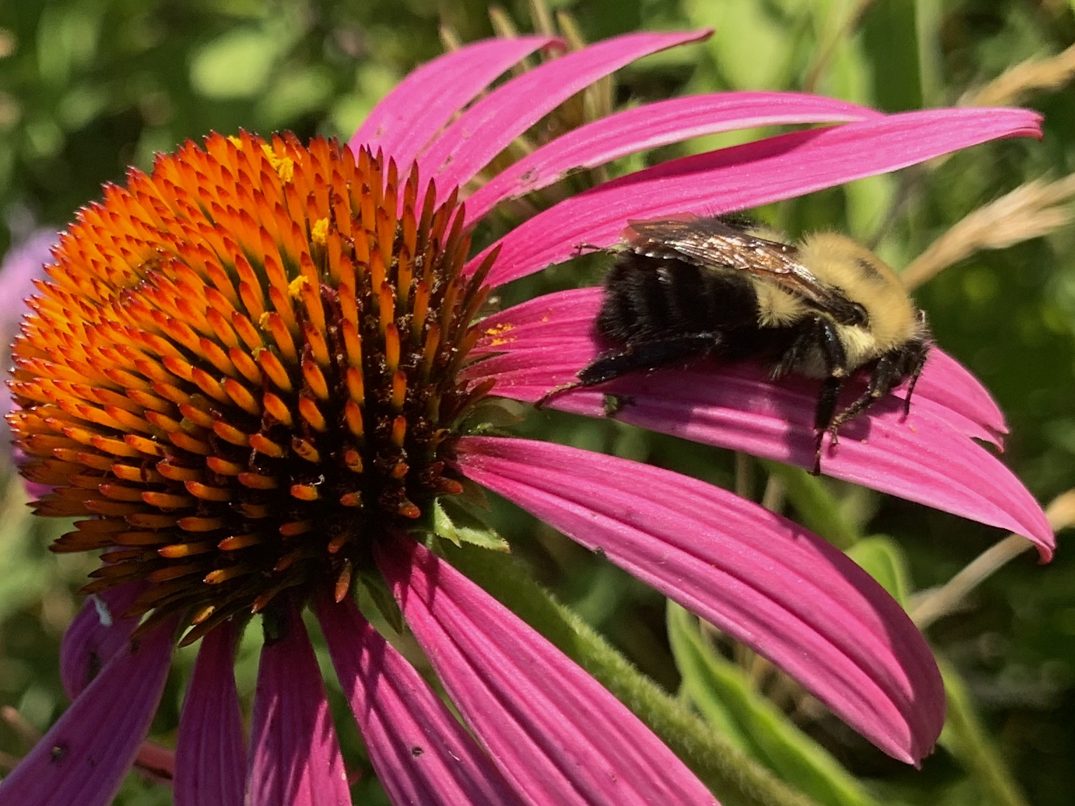 Eastern Bumble Bee