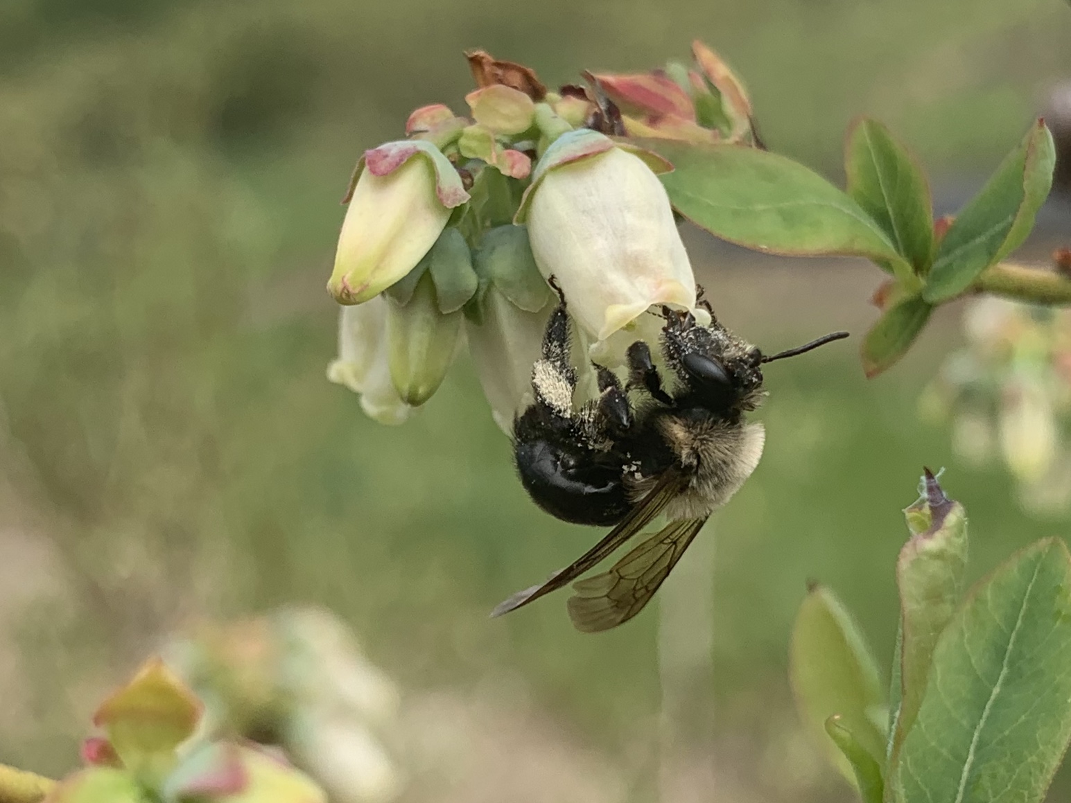 Miner bee