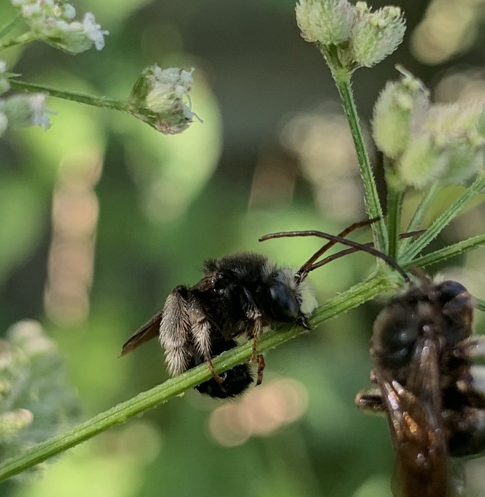 TwospottedLonghornBee-cropped