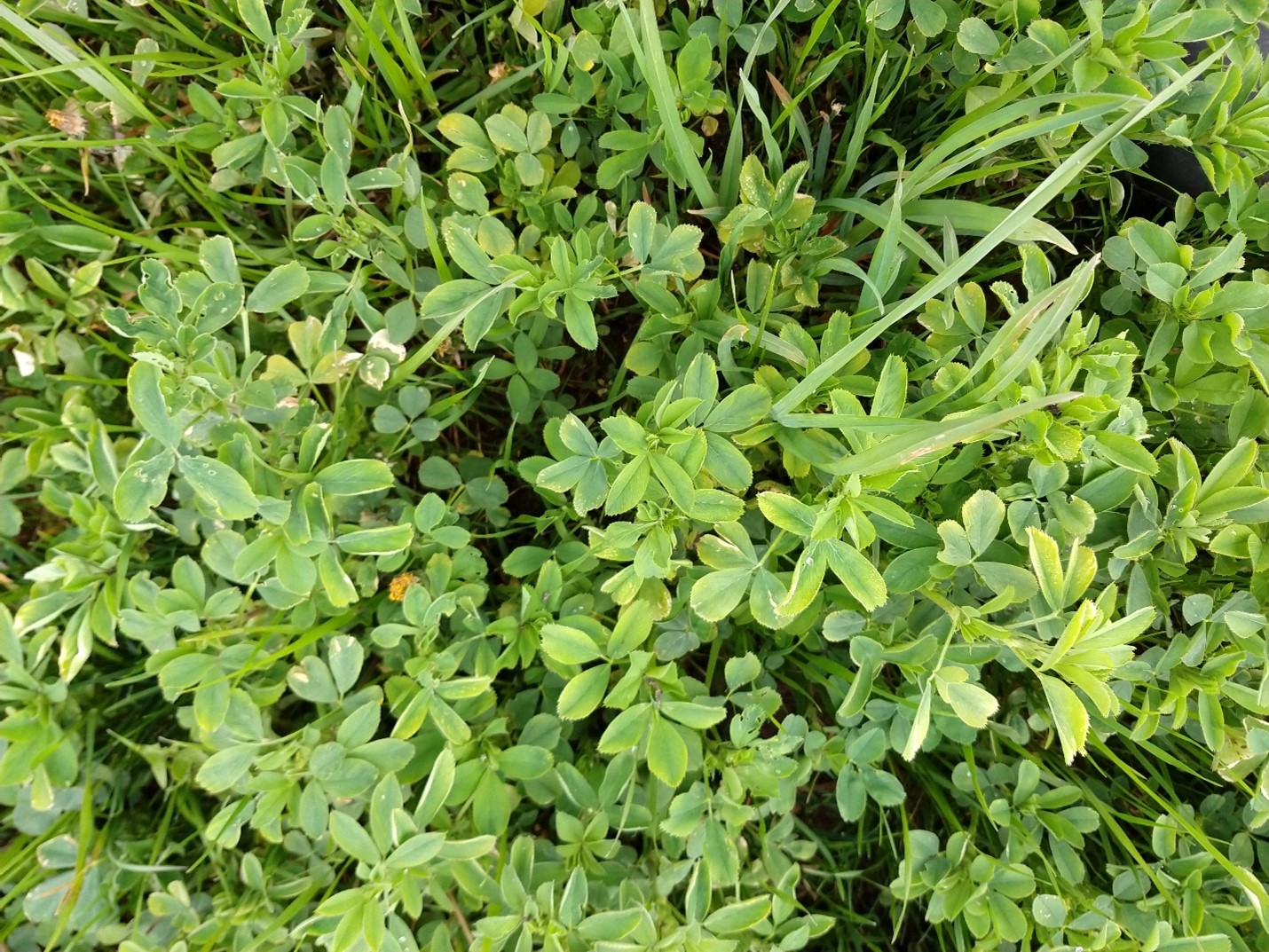 Minor freeze damage in alfalfa 