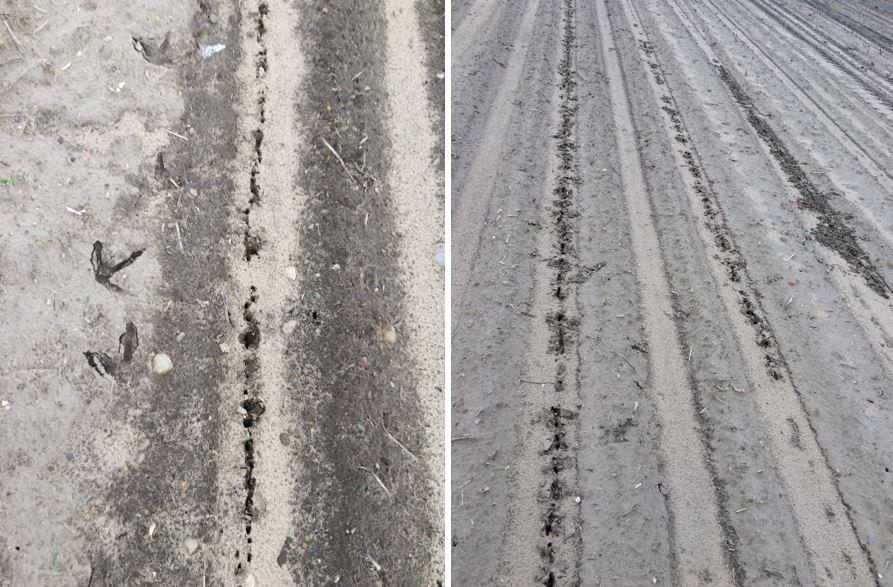 Characteristic signs of sandhill crane feeding on corn seedlings