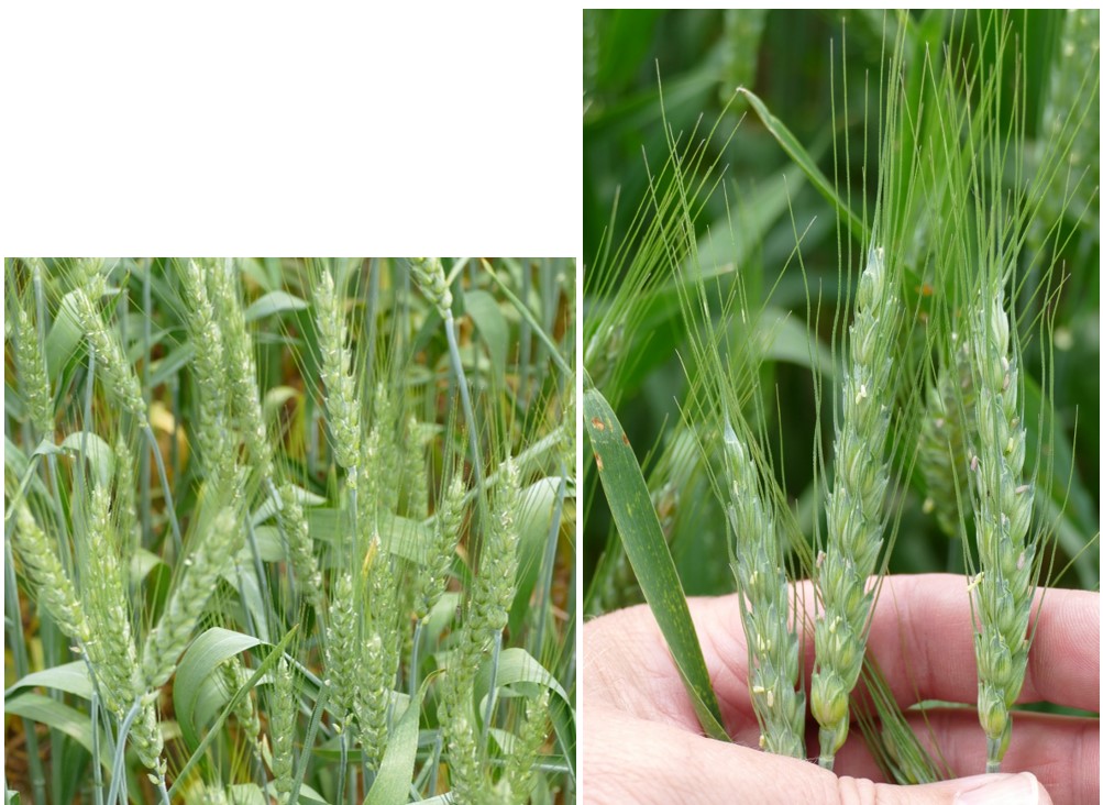 Wheat at flowering