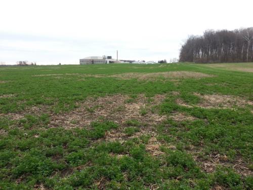 Damage to an alfalfa stand