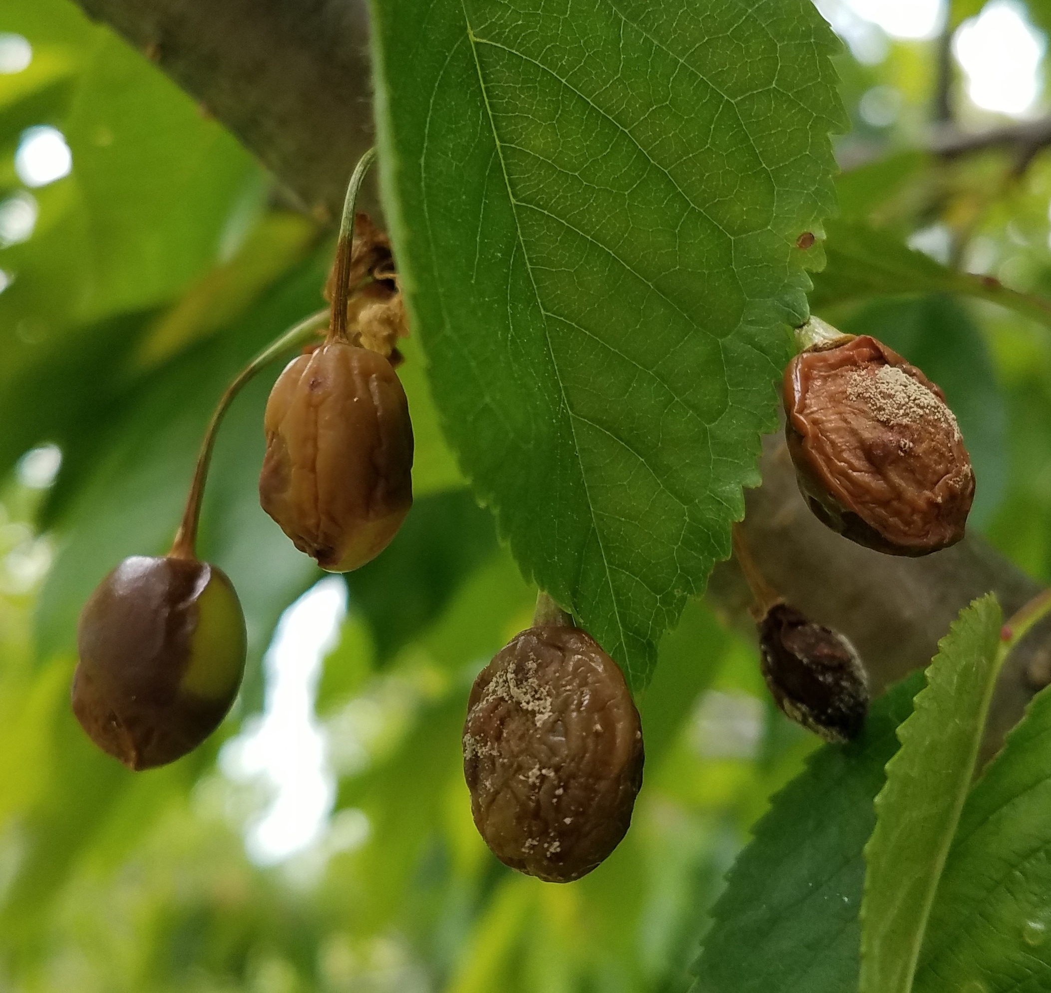 Brown rot in sweet cherries