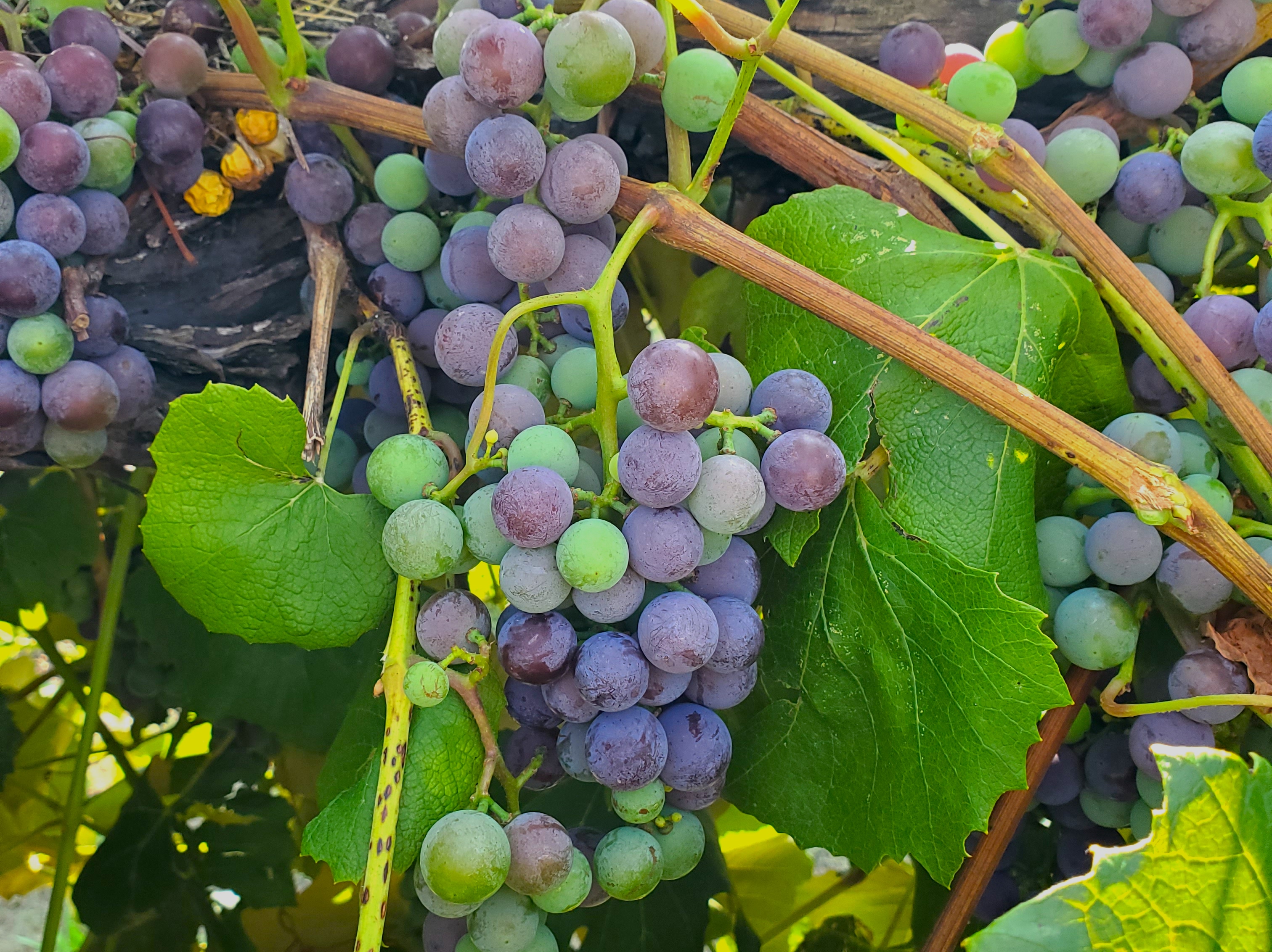 Concord grapes