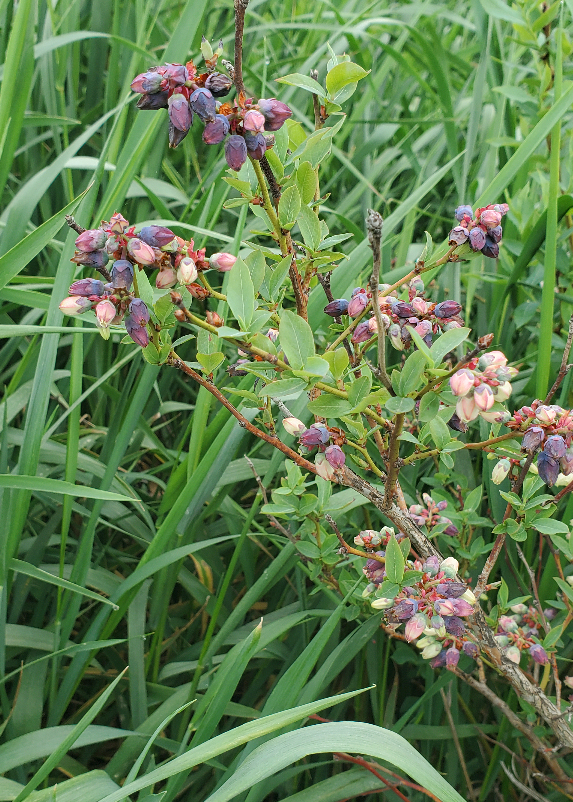 Freeze damage to blueberries.