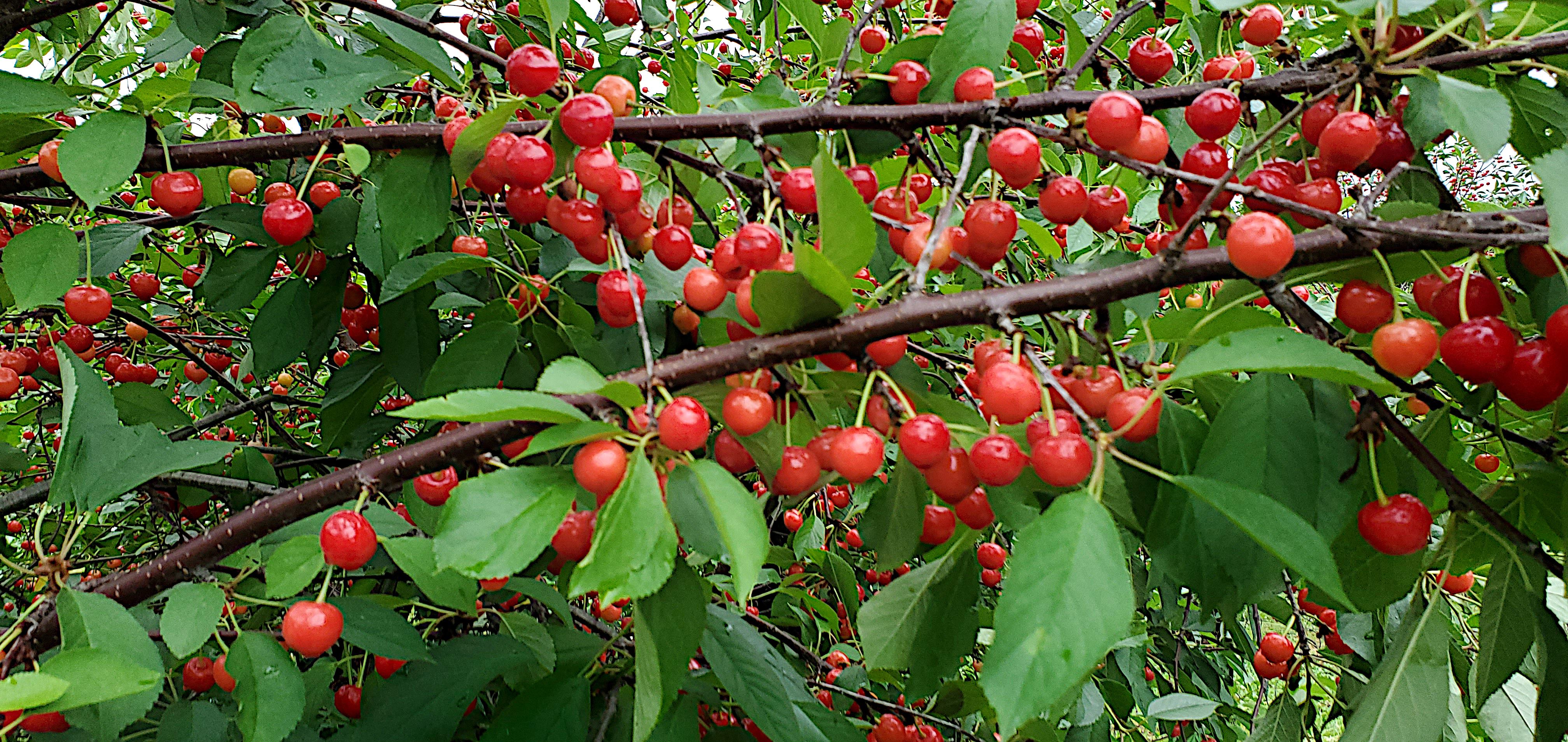 Tart cherry tree.