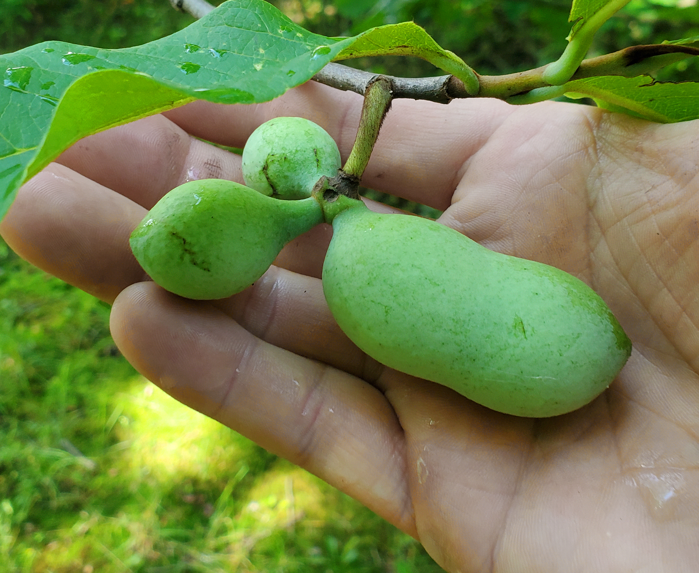 Hand holding pawpaw fruit.