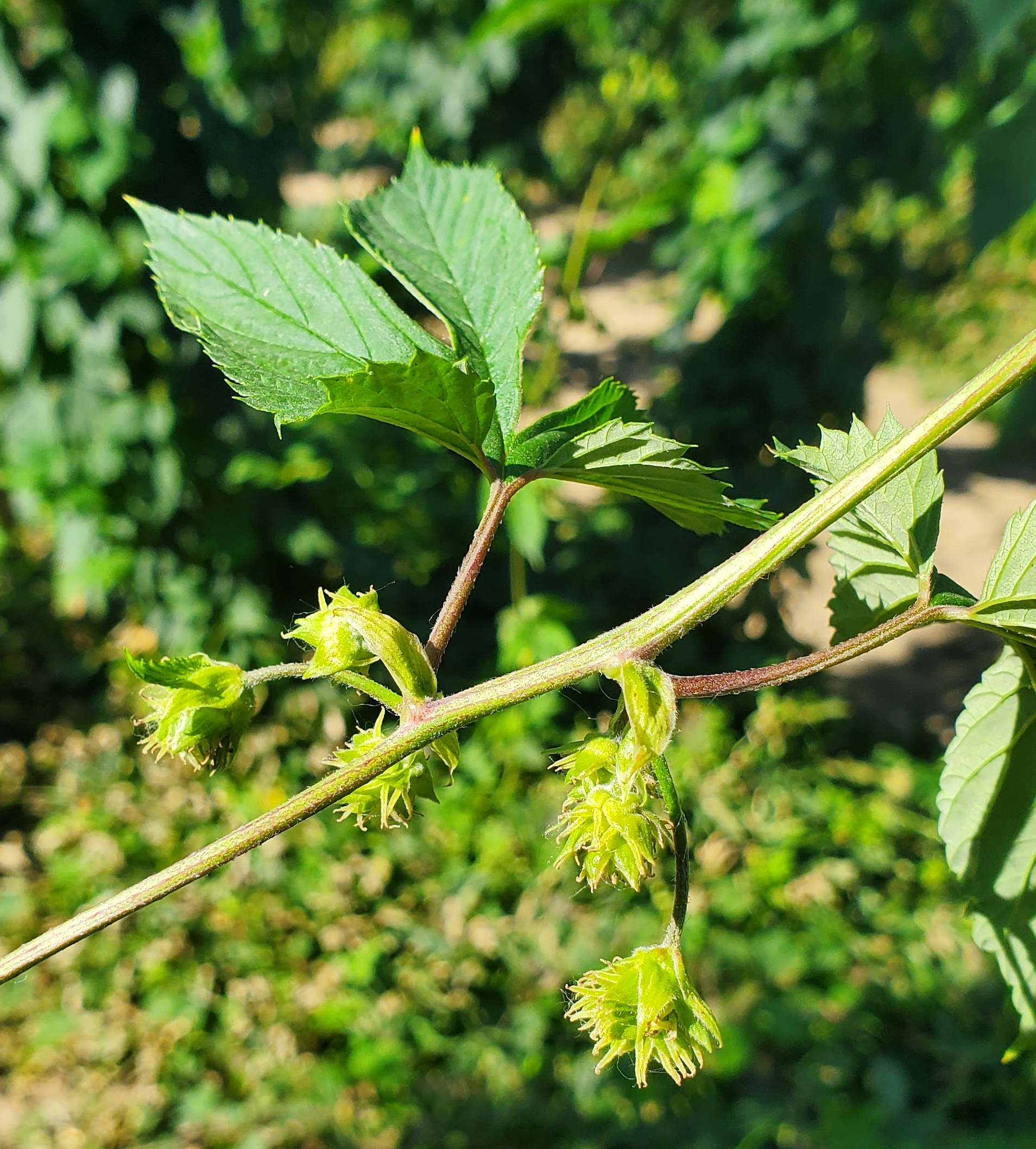 Flowers on hops.