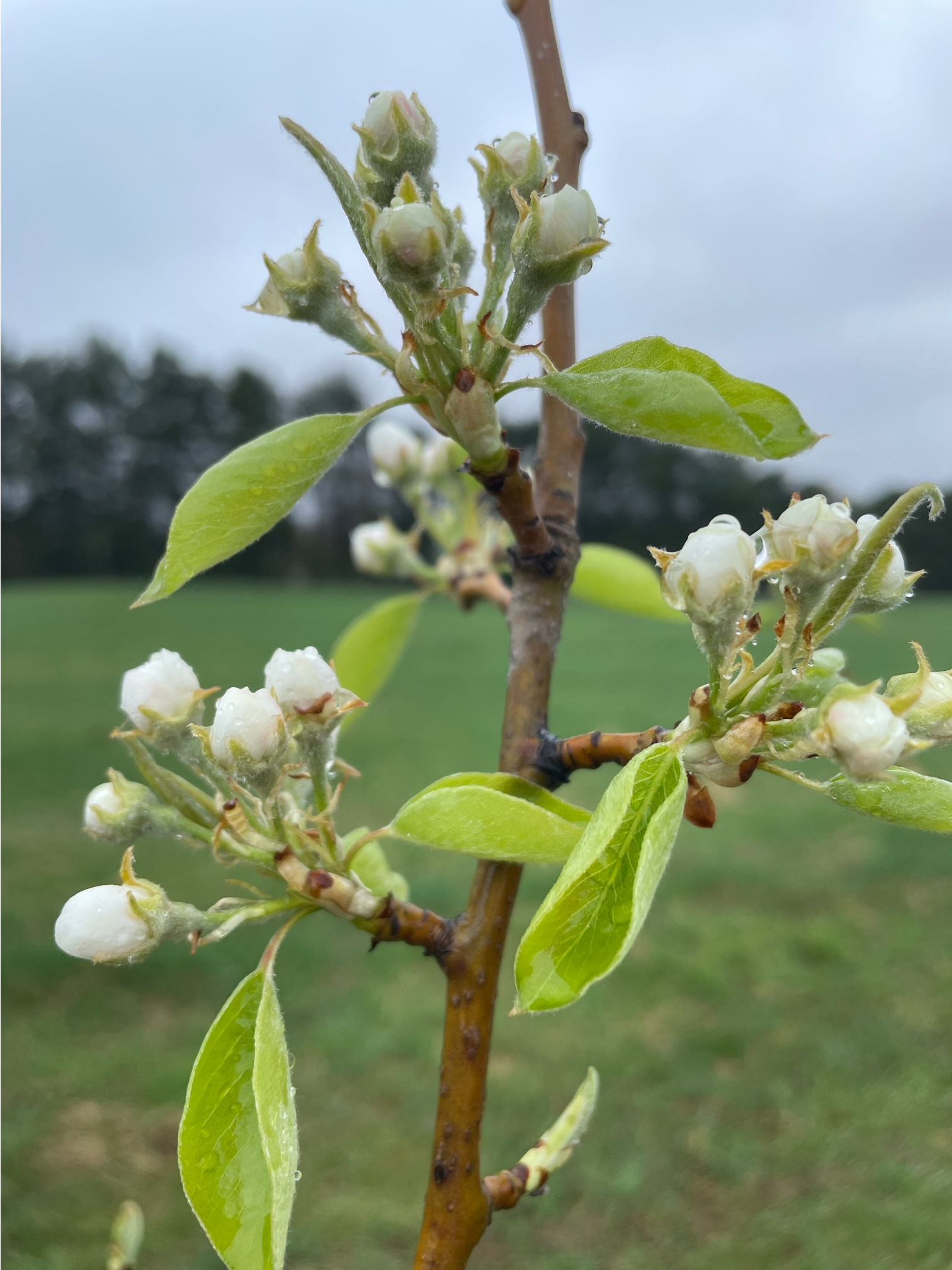 Pear tree