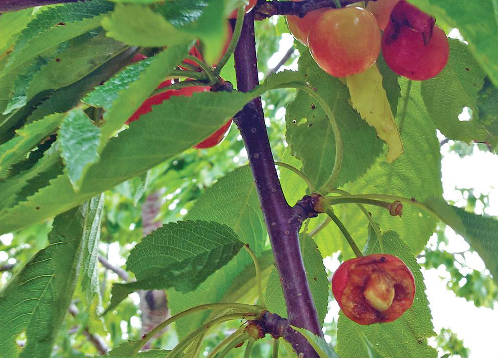 Bird damage on cherry