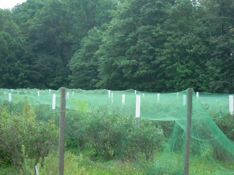 Bird netting