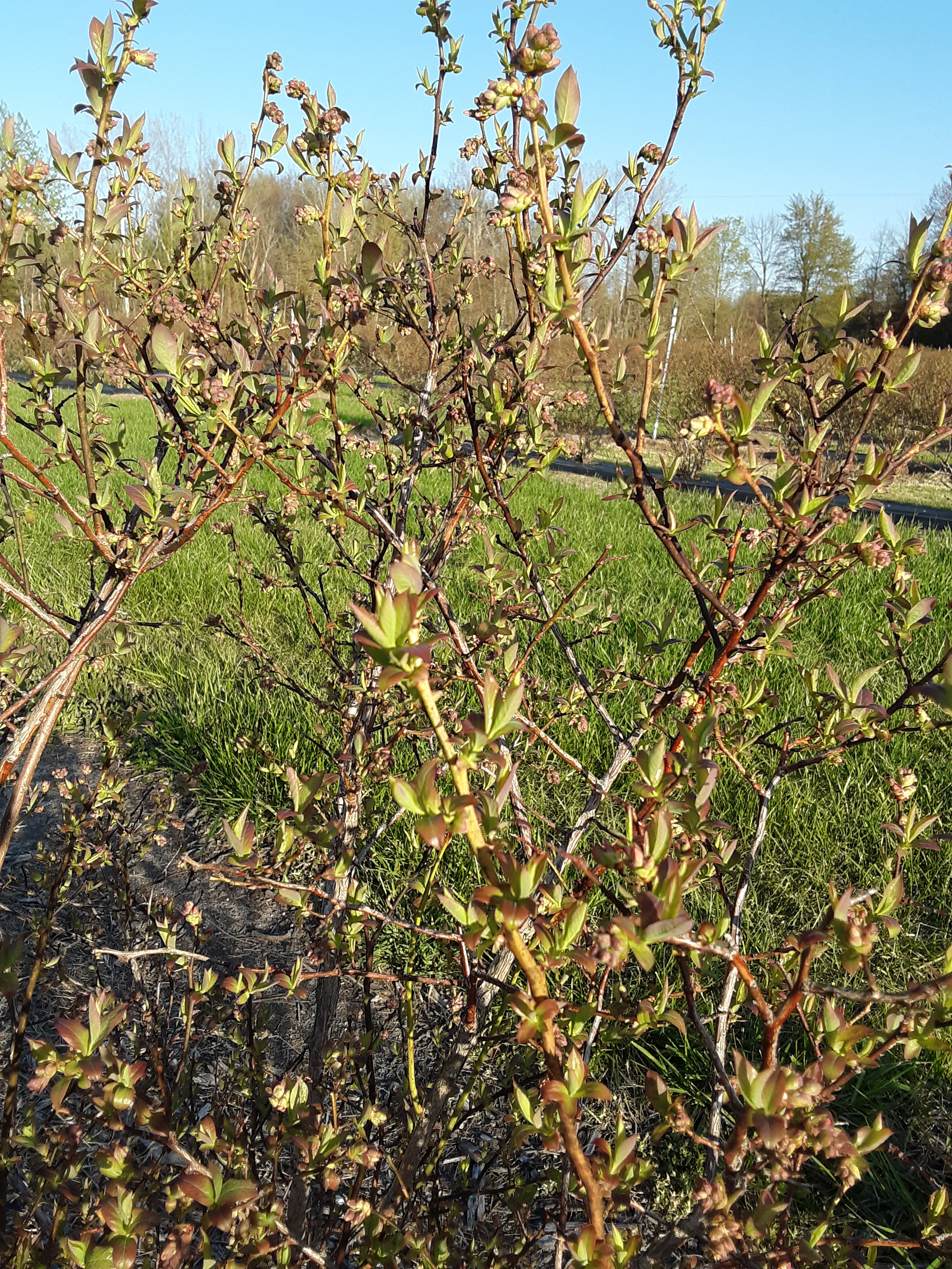 Bluecrop blueberries