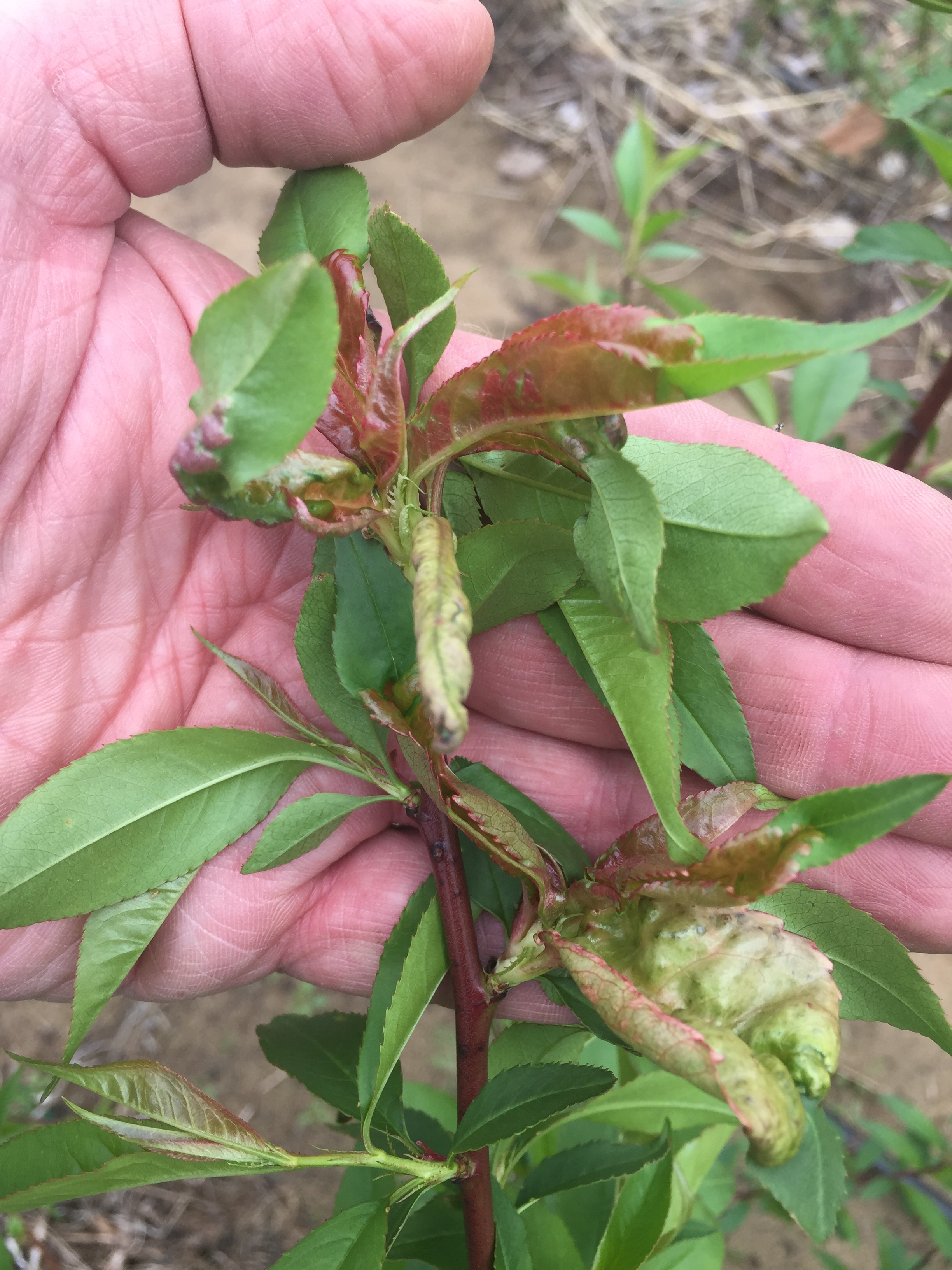  Peach leaf curl