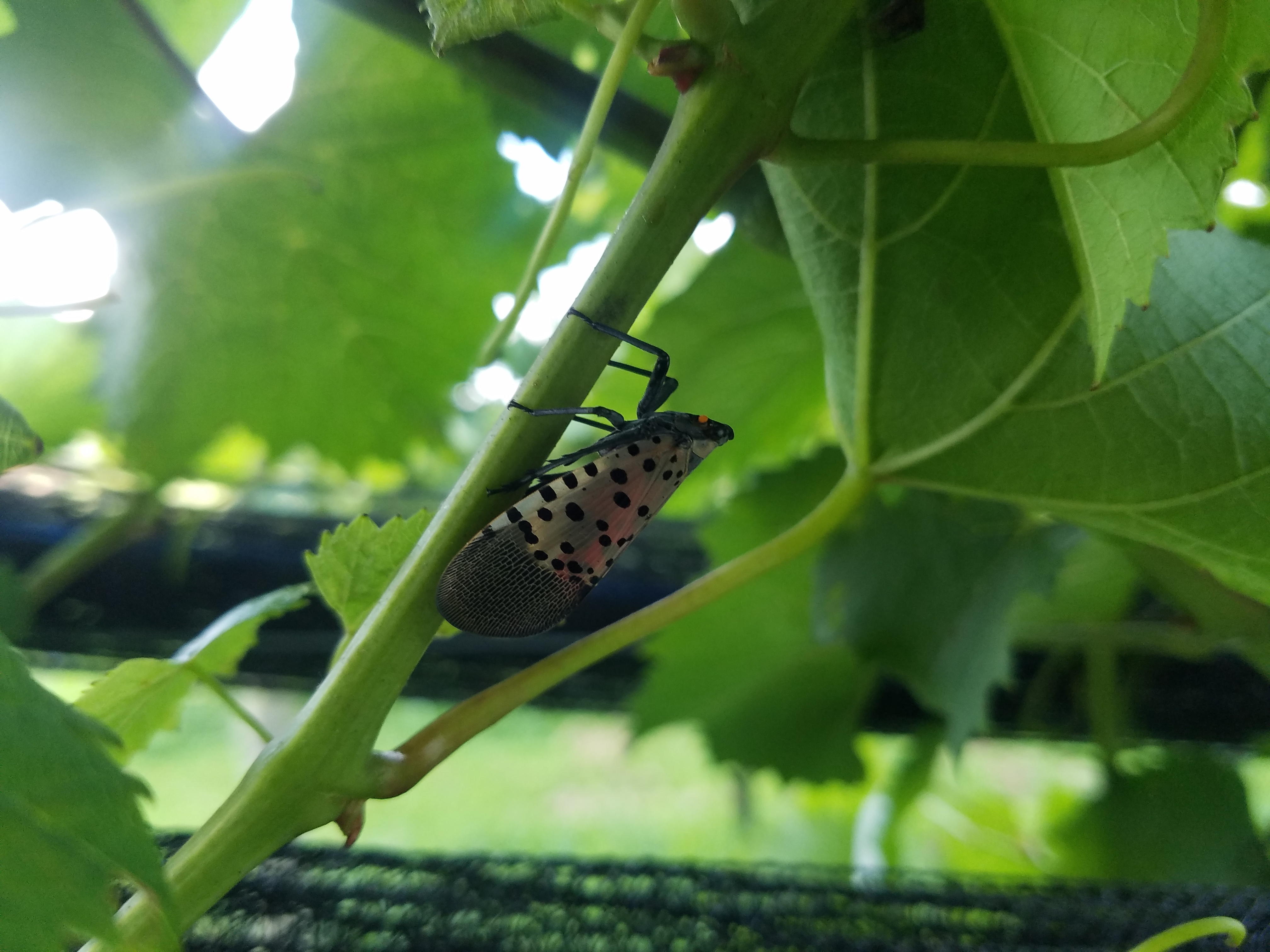 Adult SLF on a tree.