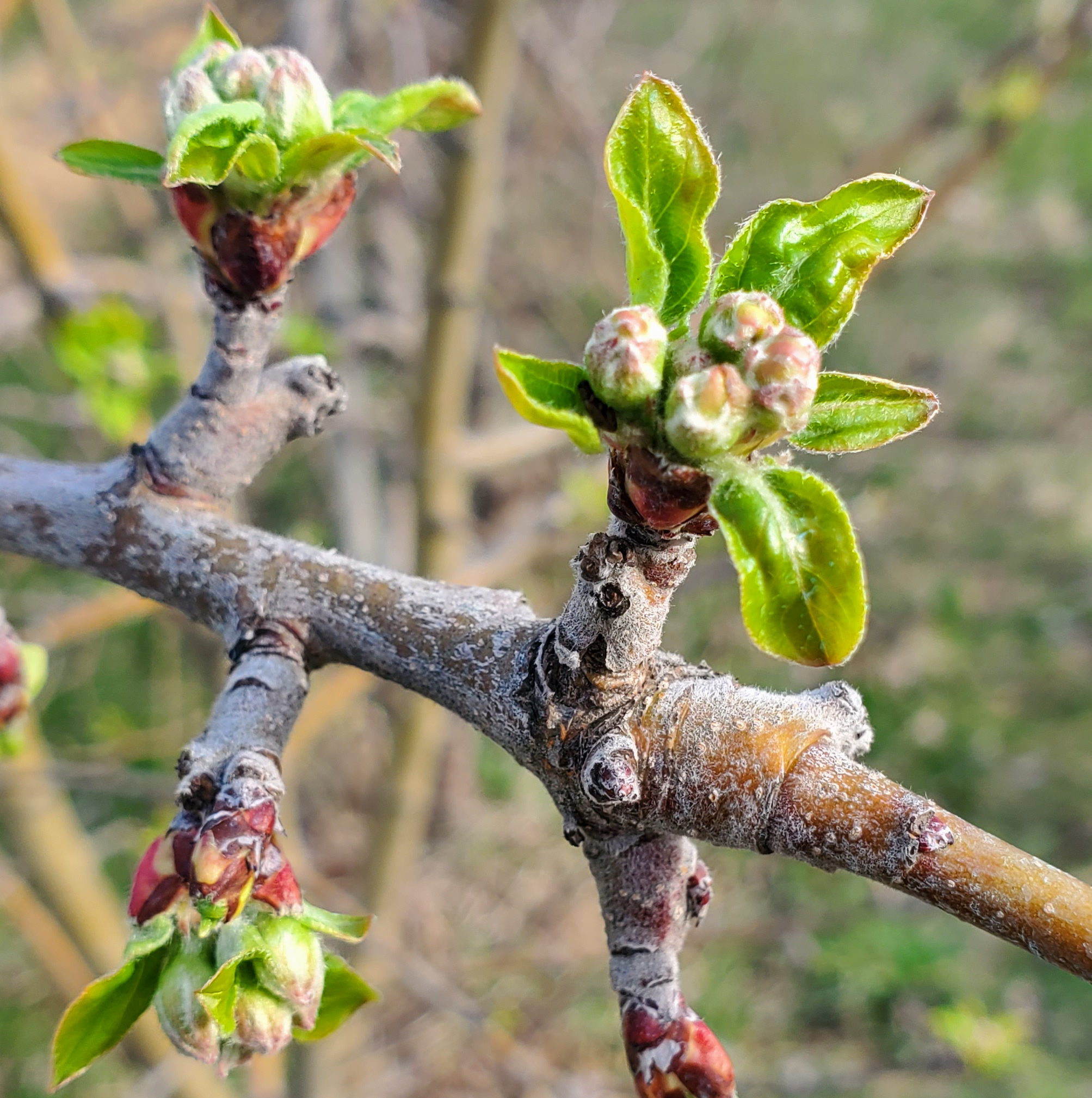 Apple buds.