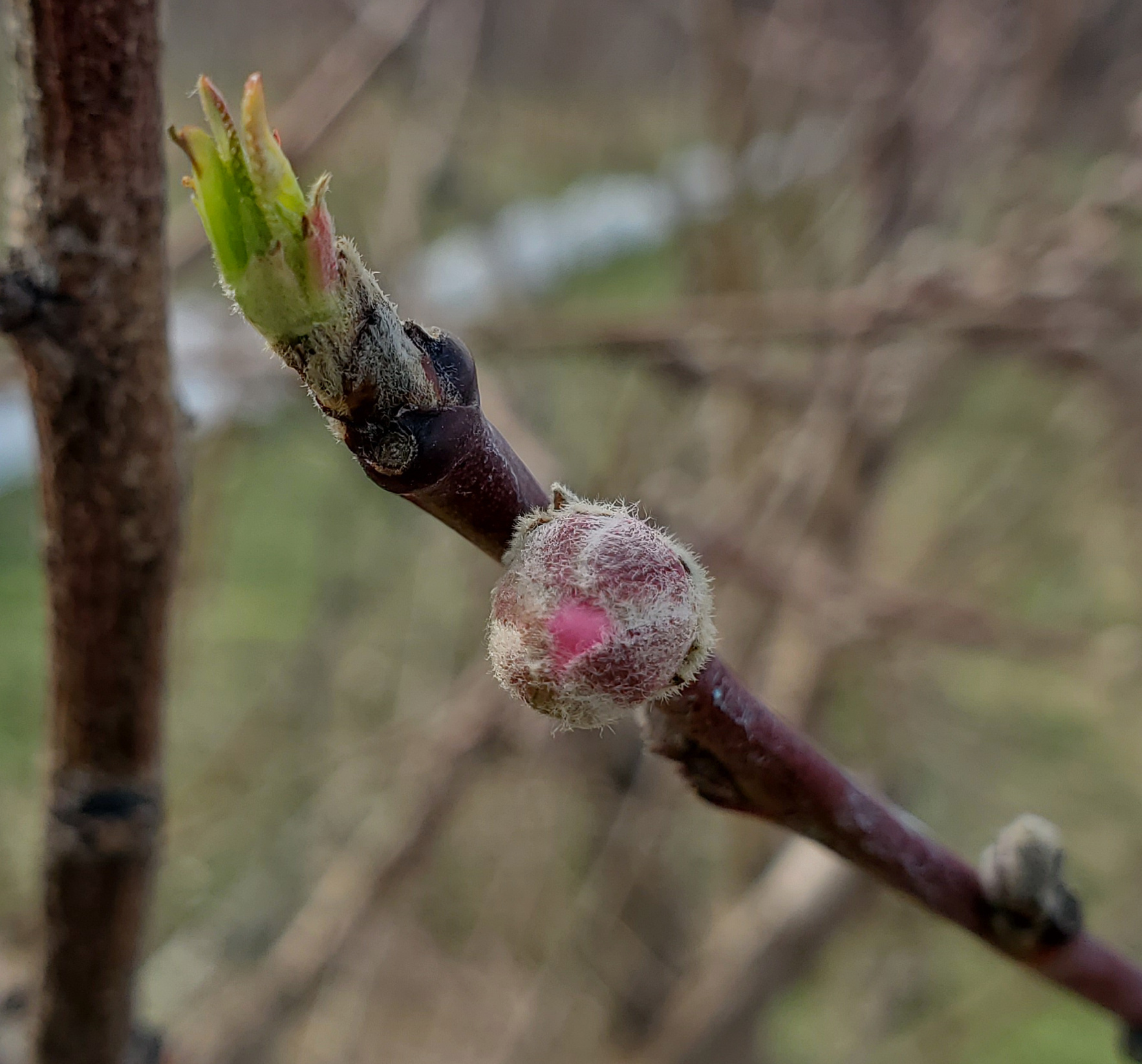 Peach buds in green or red calyx stage.