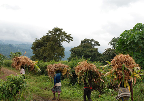 TransportingMaize