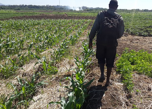 A_farmer_moves_through_his_field-Cropped_