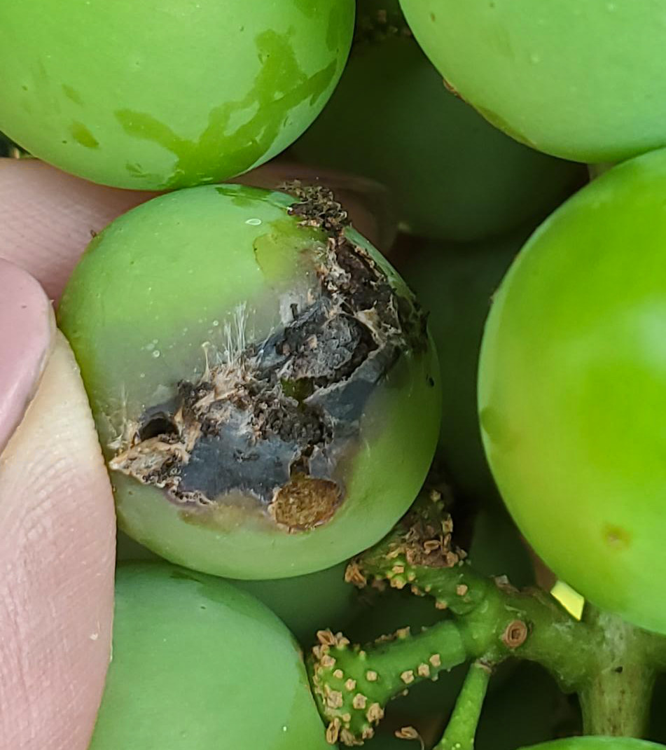 Grape berry moth larvae 