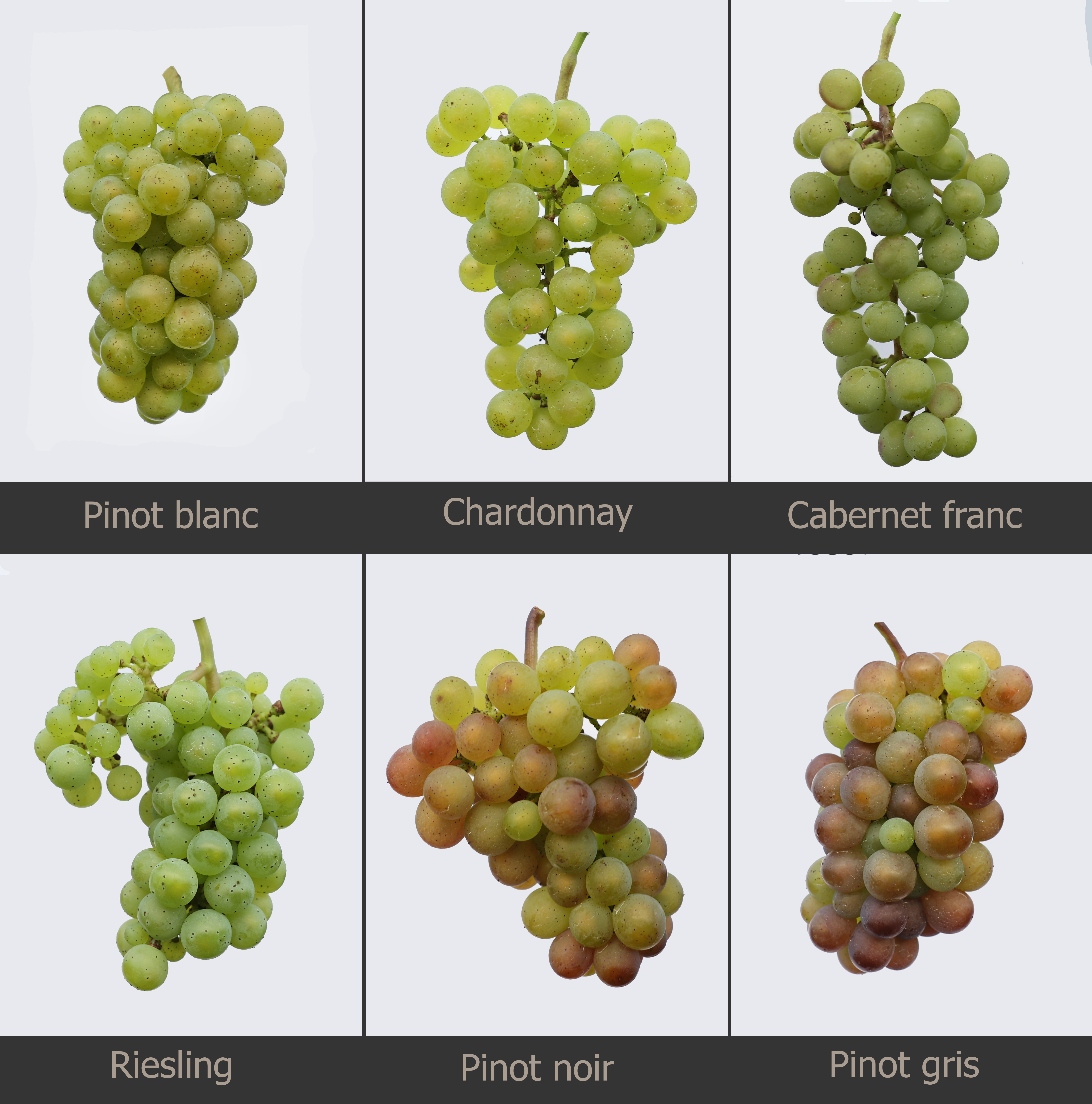 Different varieties of grapes