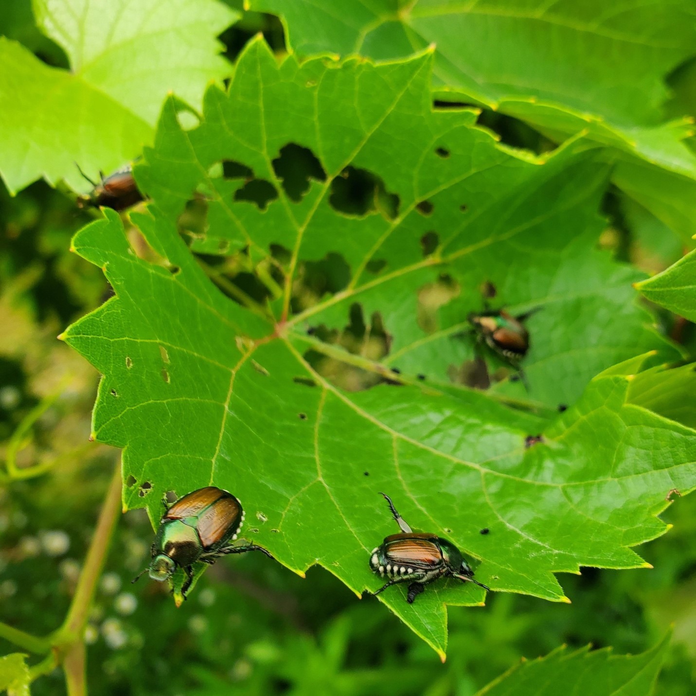 Japanese beetles