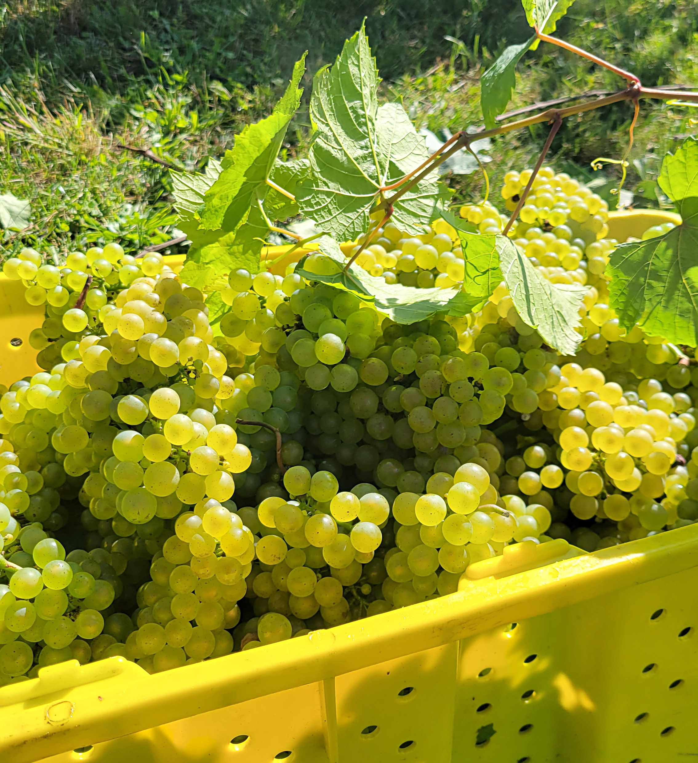 Chardonnay grapes