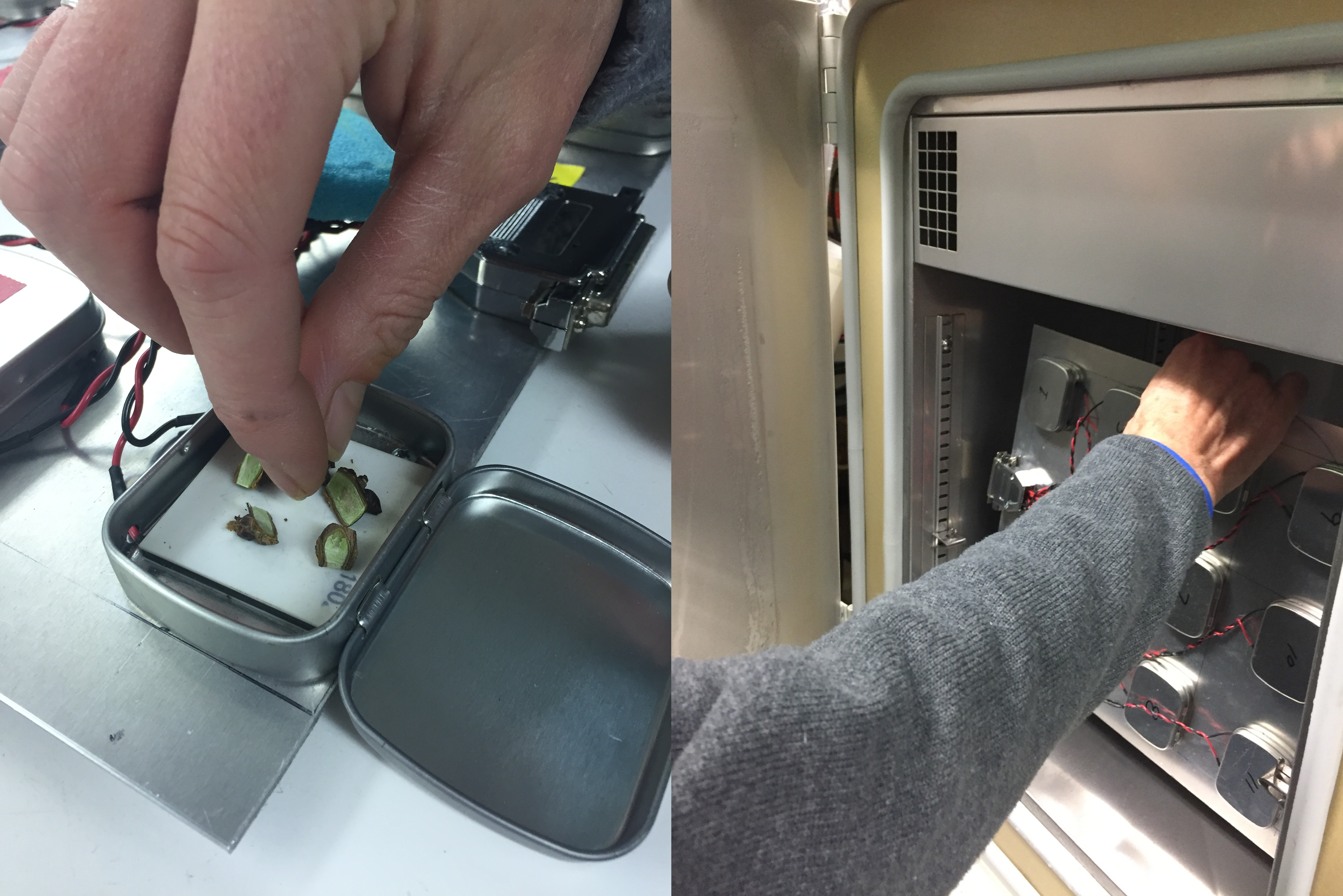 A hand places grape bud samples in a metal tray.