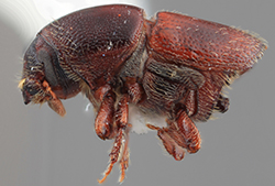 ScolytusrabagliatusWeb