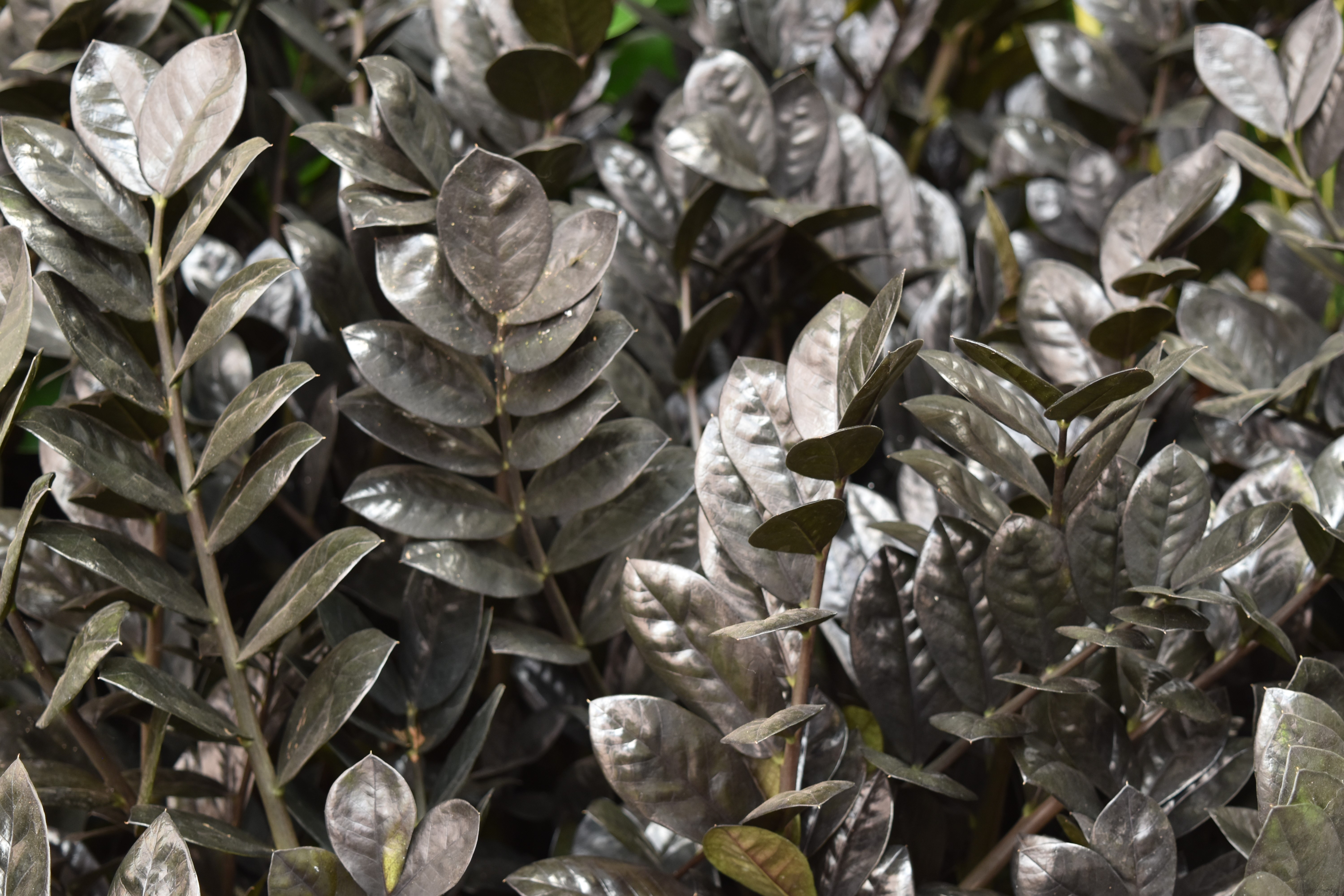 A dark leafed cultivar of ZZ plant